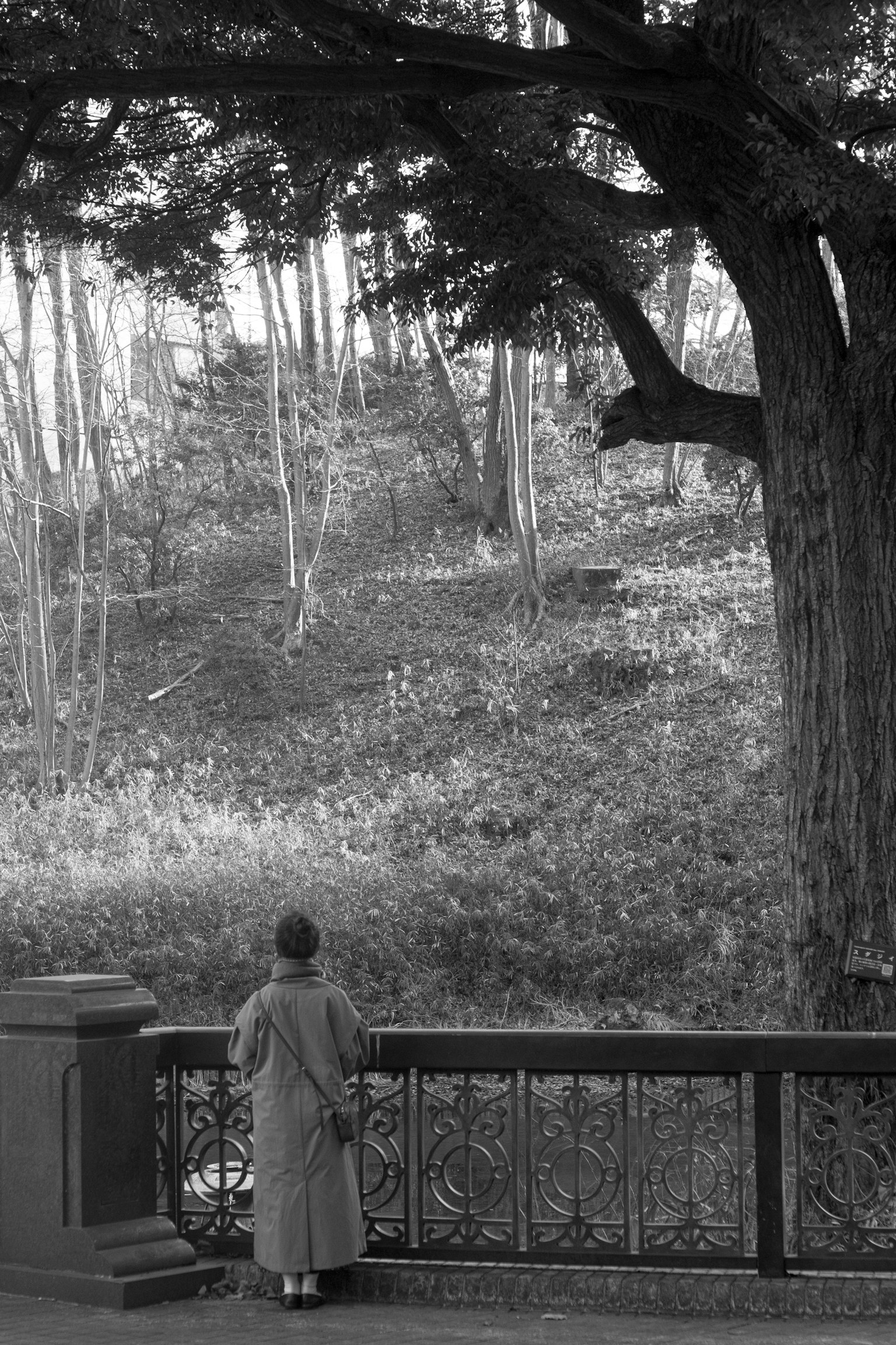 Una mujer contemplando el paisaje bajo un gran árbol en blanco y negro