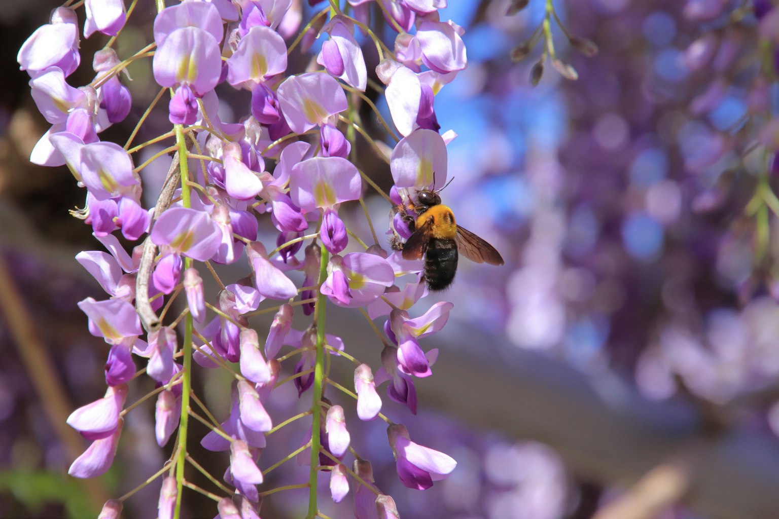 Bee on purple wisteria flowers with detailed petals and blue sky background