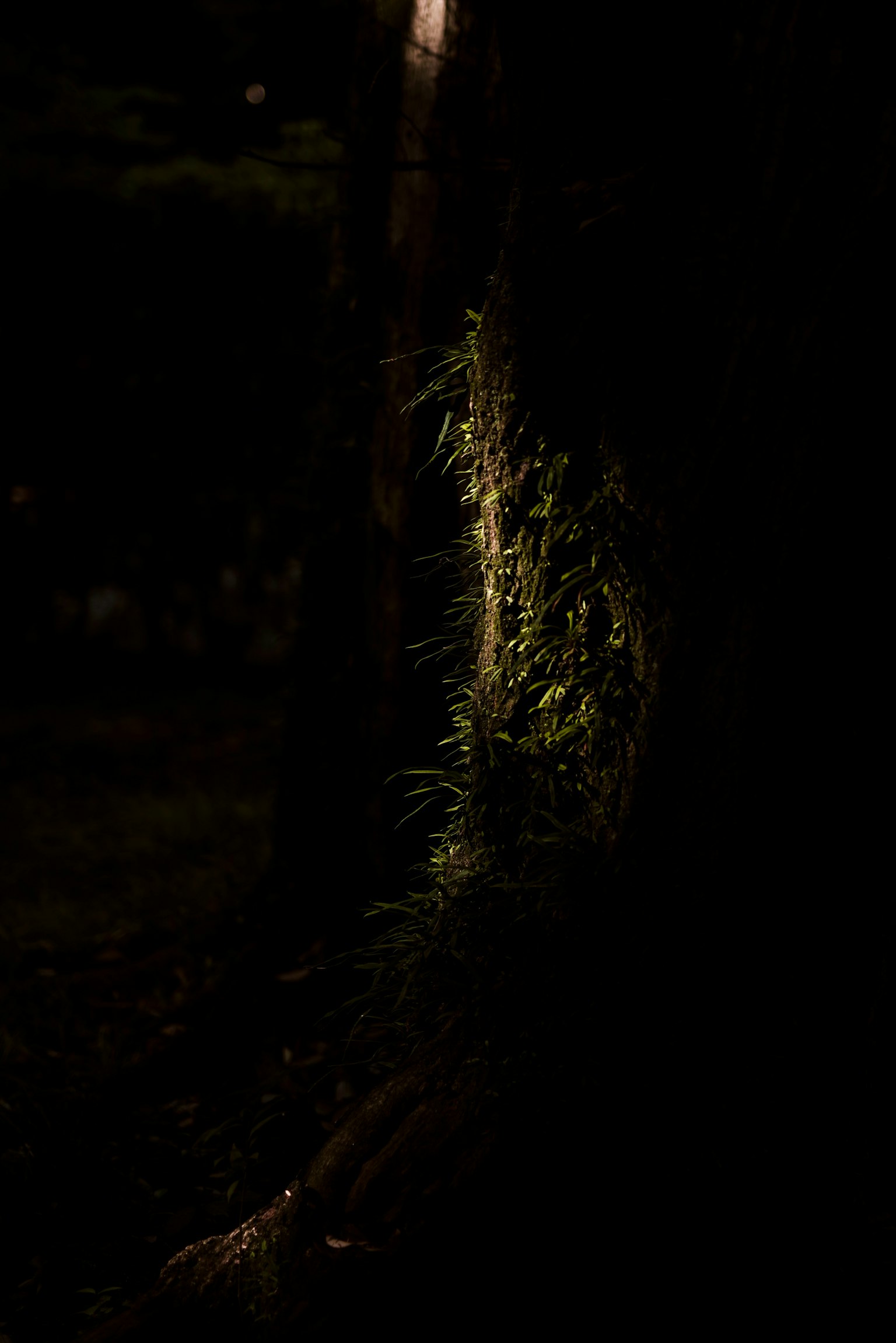 Grüne Pflanzen beleuchtet vor einem dunklen Hintergrund