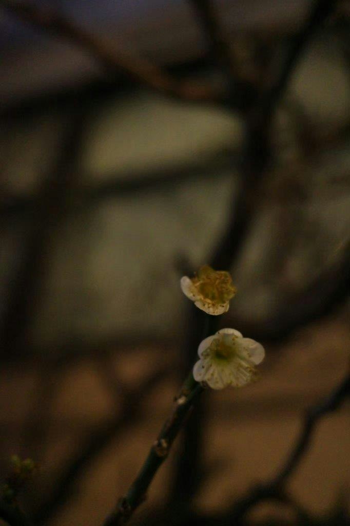 gros plan de petites fleurs sur fond sombre