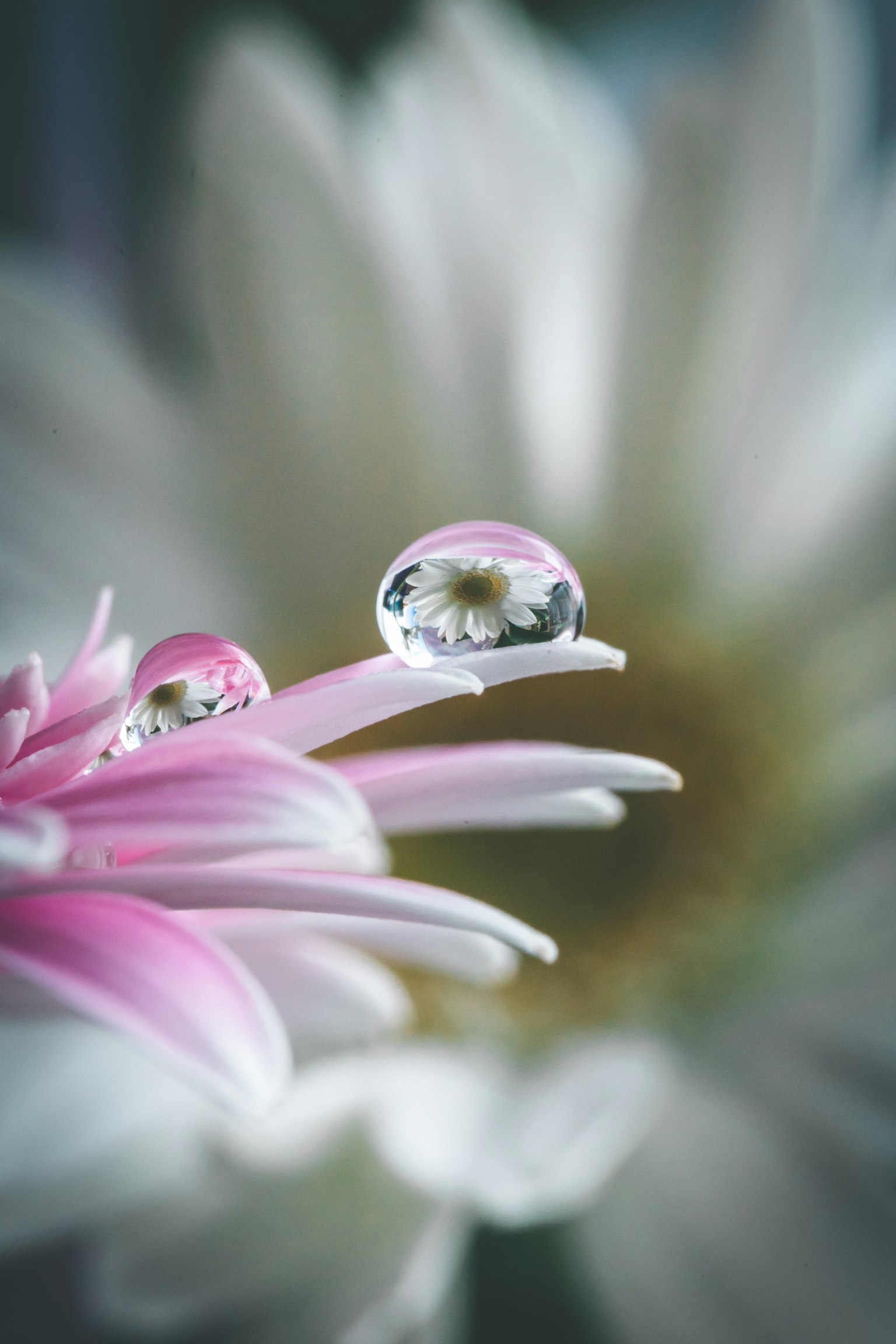 Gros plan d'un pétale de fleur rose avec une goutte d'eau et un arrière-plan de fleur blanche
