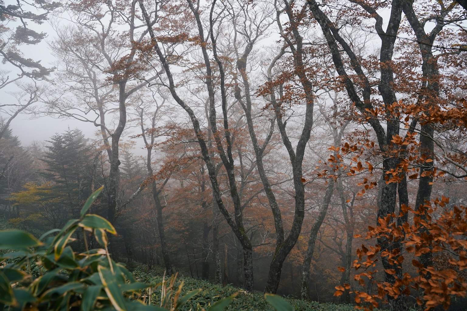 Herbstbäume mit orangen Blättern in einem nebligen Wald