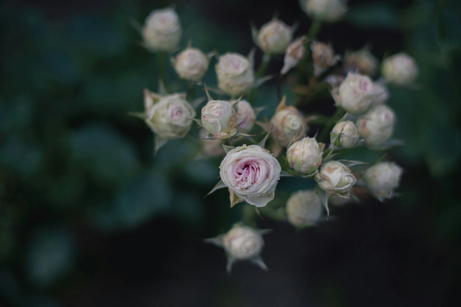 Raggruppamento di boccioli di rosa rosa pallido su sfondo verde scuro