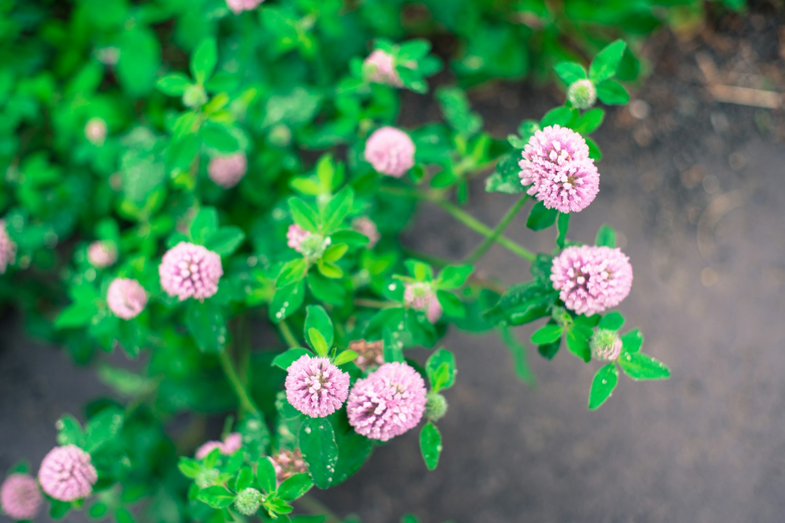 Une plante avec de petites fleurs roses entourées de feuilles vertes