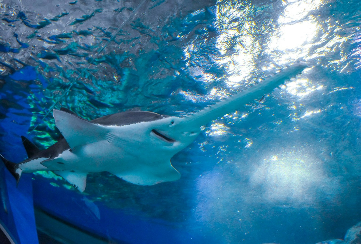 Squalo martello che nuota in un acquario