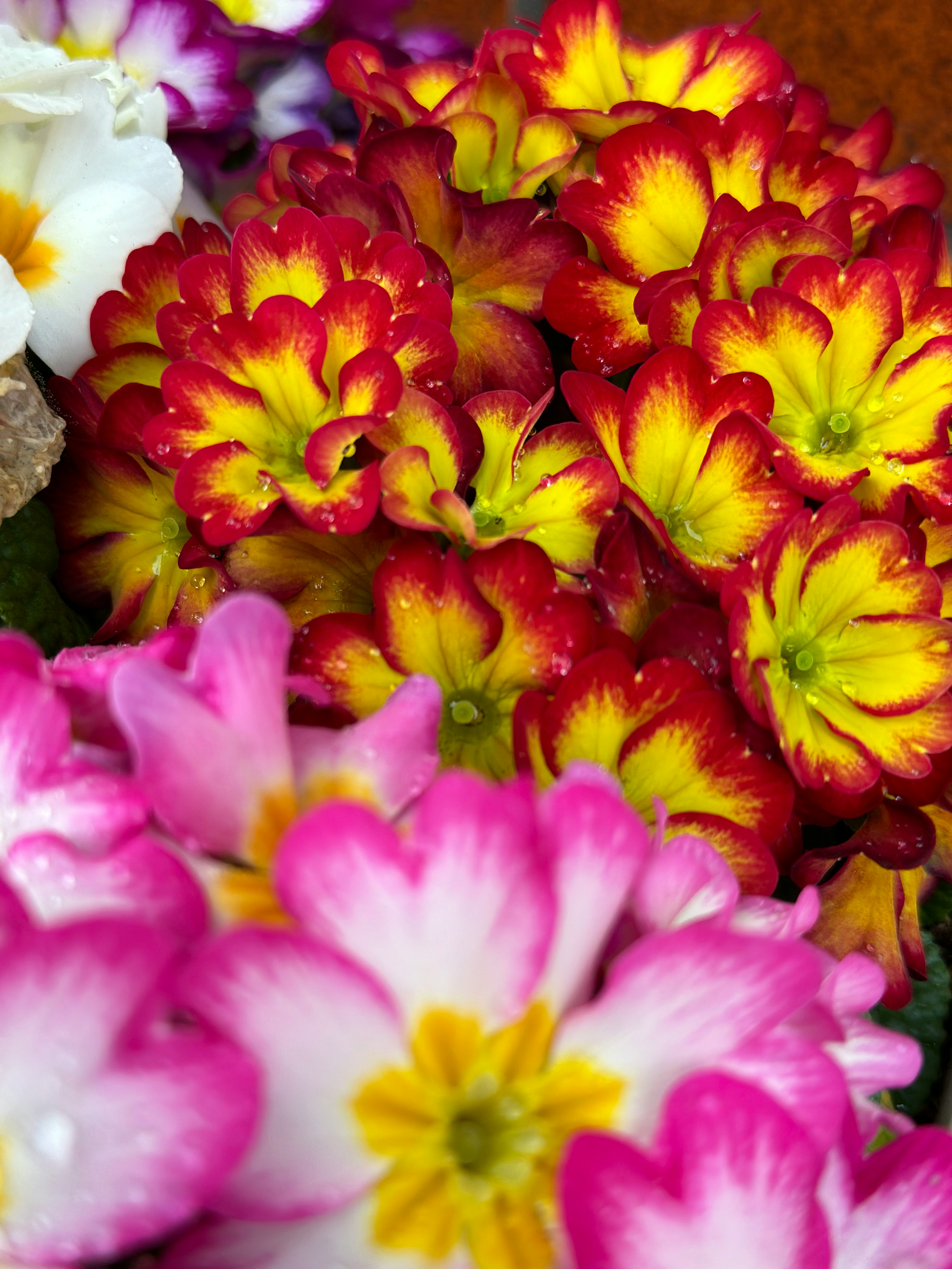 primer plano de flores coloridas en plena floración