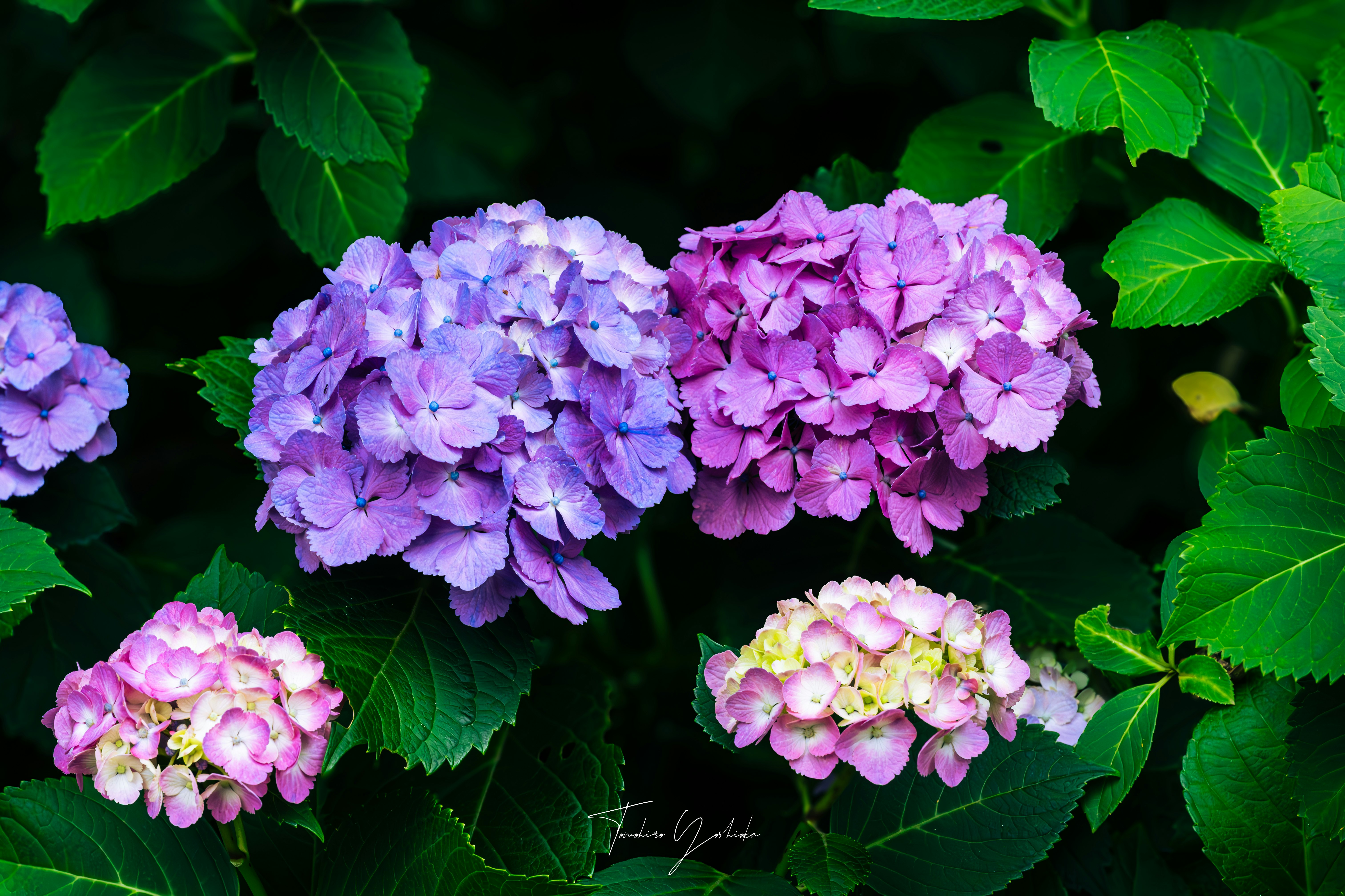 紫陽花の花と葉が重なるクローズアップ