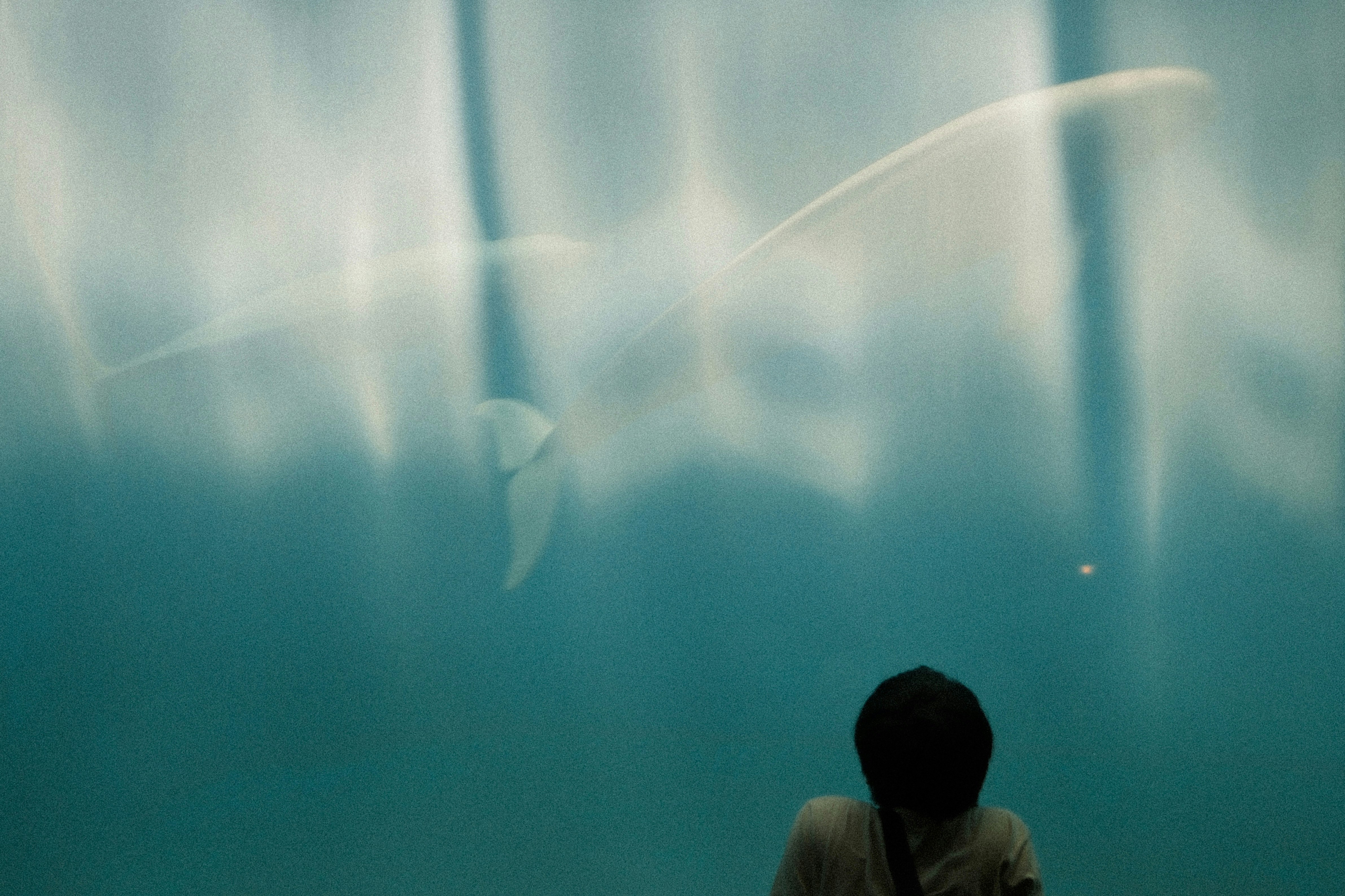 水槽のガラス越しに見上げる人と白い海の生き物