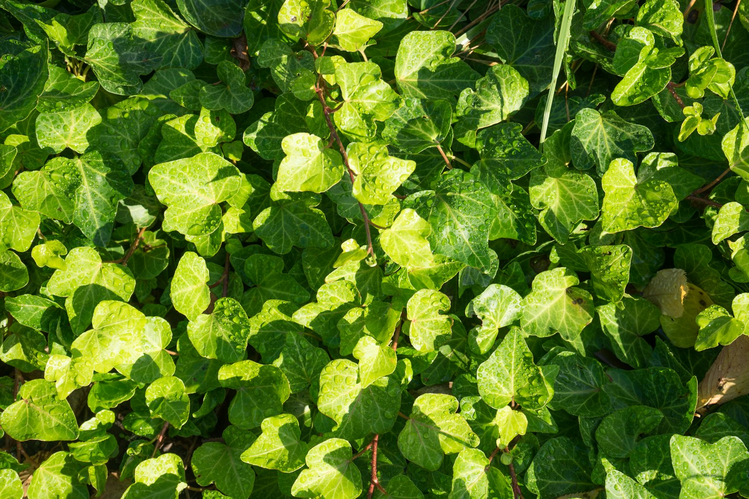 Feuilles de lierre vertes denses avec des nuances de vert