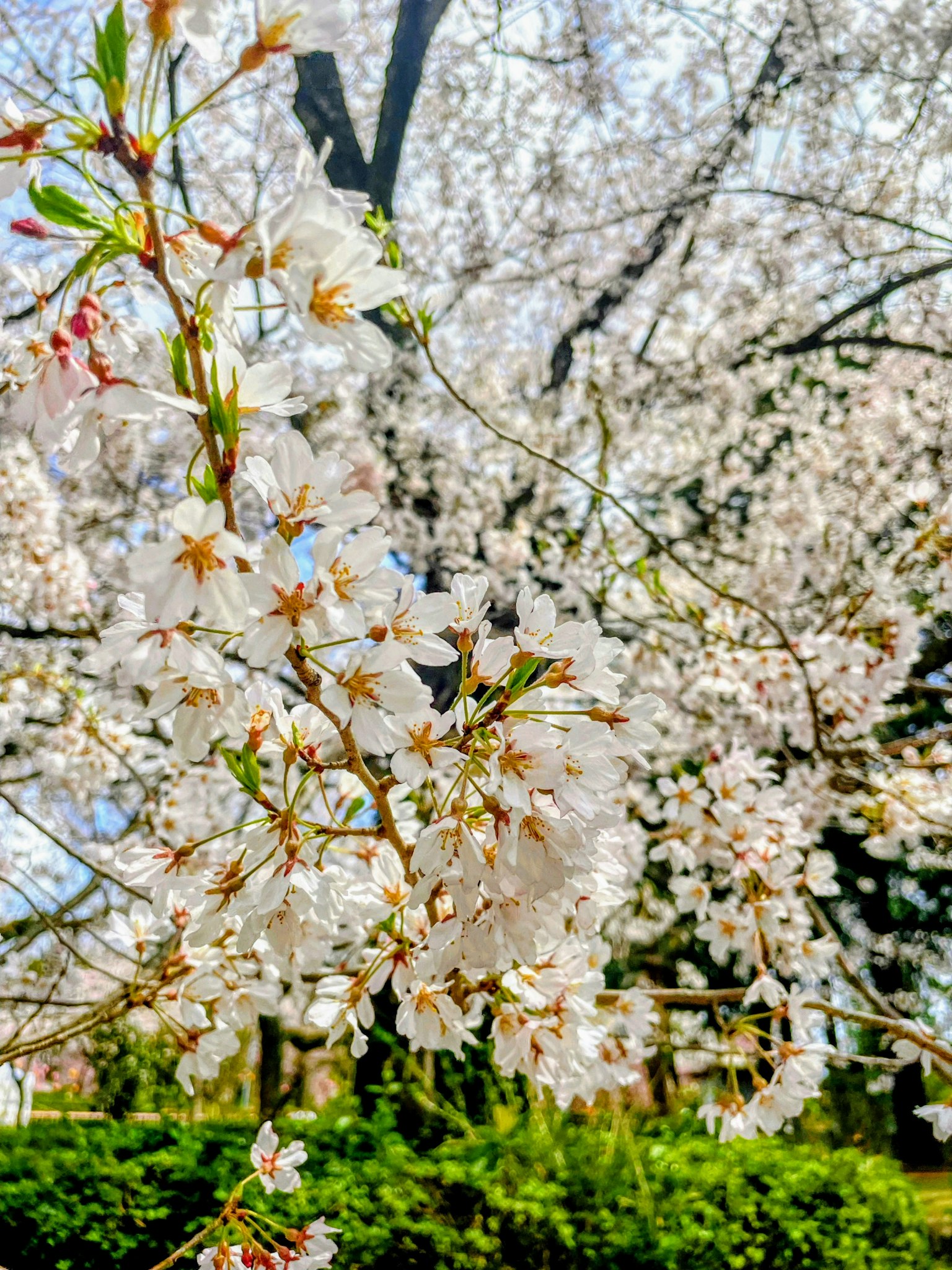 Nahaufnahme von blühenden Kirschblüten in einem Park