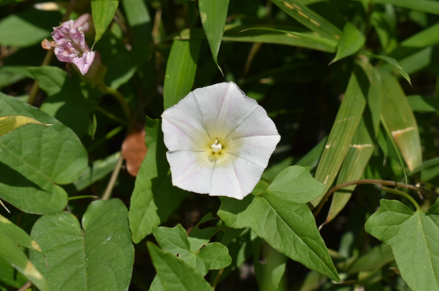 昼間のヒルガオの花が咲く緑の葉の中