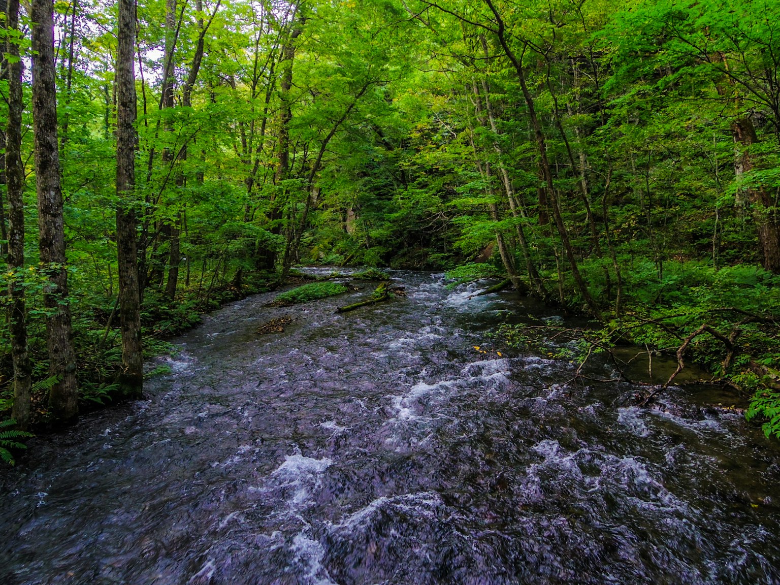 Vue pittoresque d'un ruisseau clair traversant une forêt verdoyante
