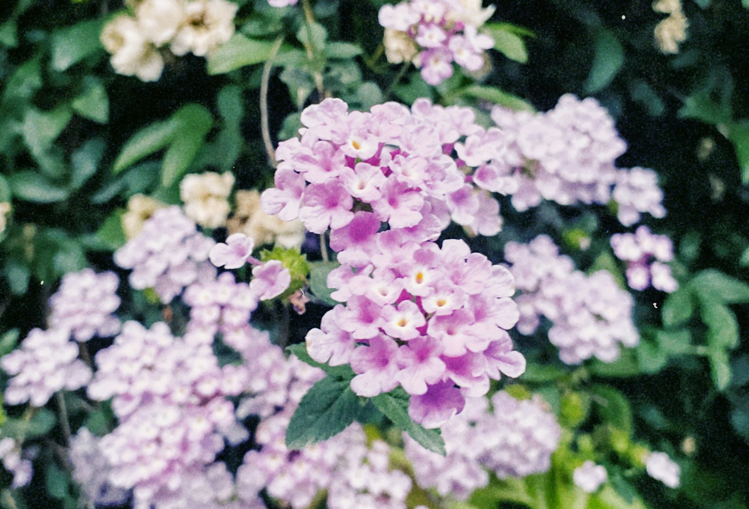 Hình ảnh hoa violet nở trên nền xanh lá cây