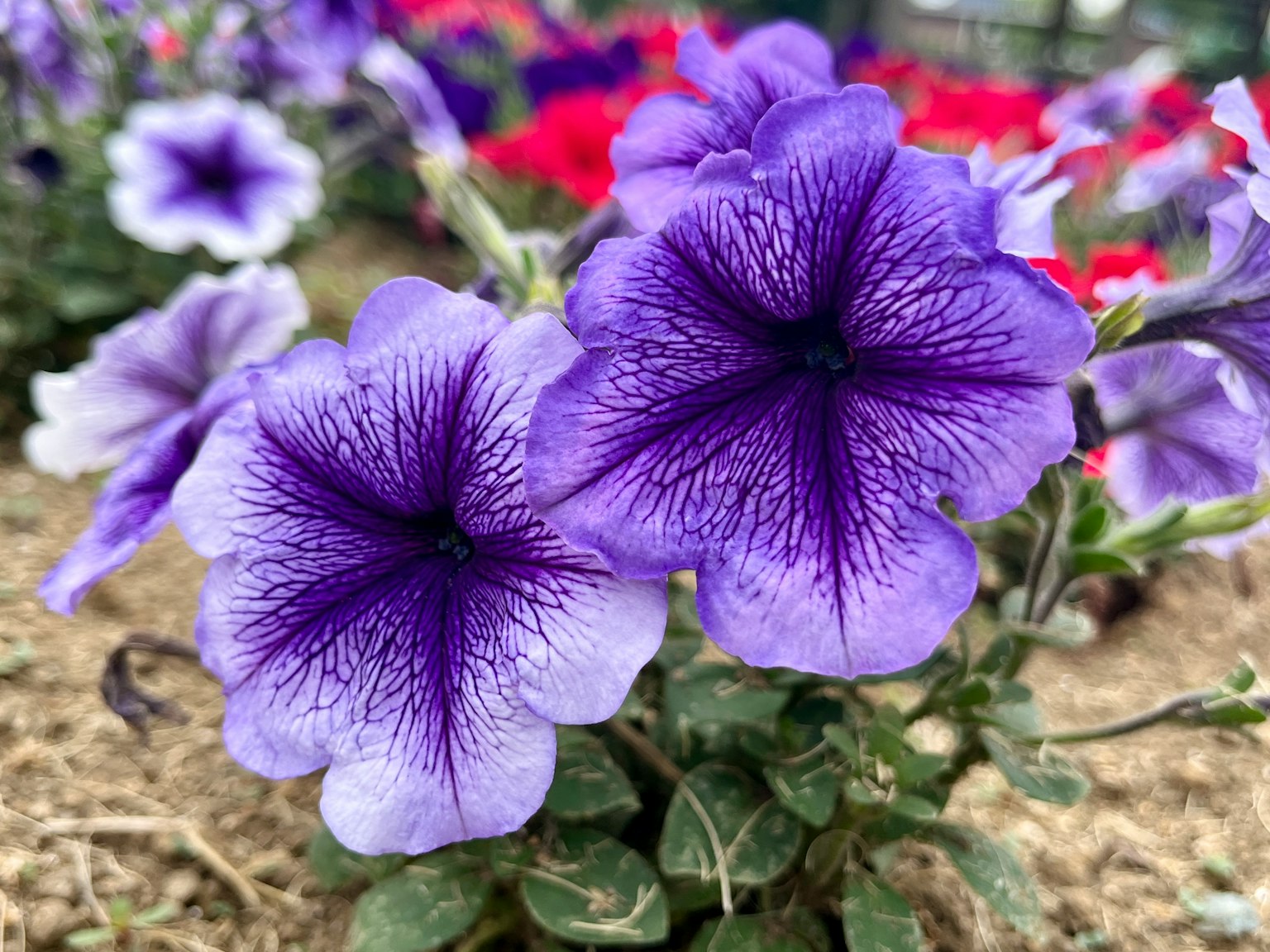 Fiori di petunia viola vivaci in piena fioritura