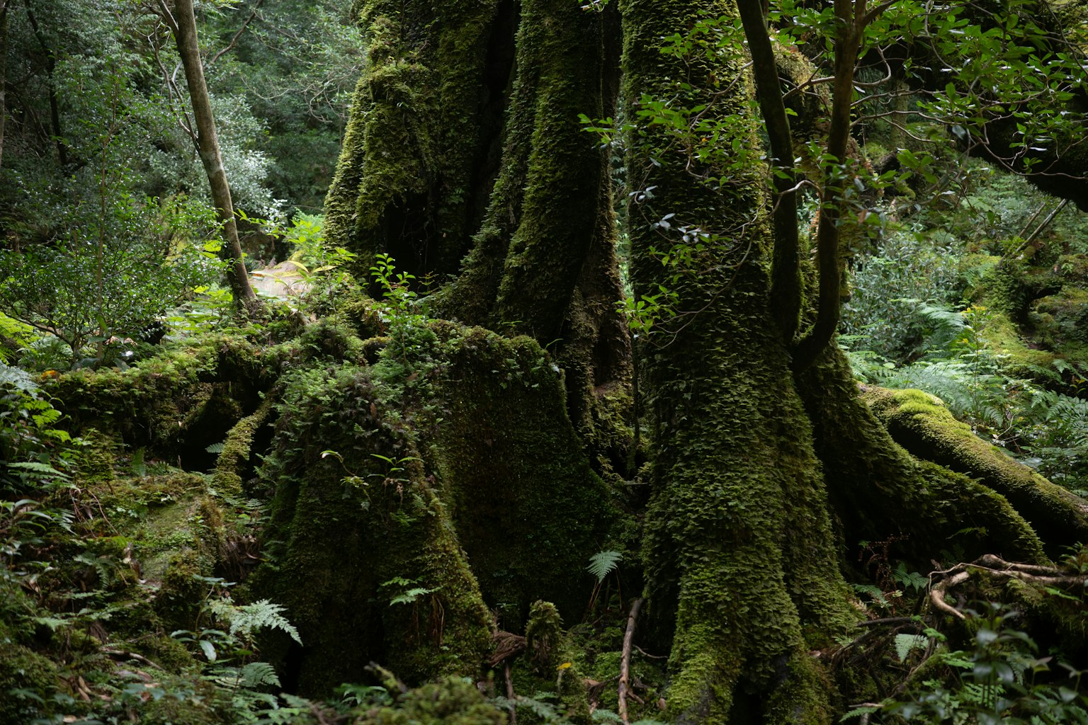 Close-up of a large tree trunk covered in moss in a dense forest setting