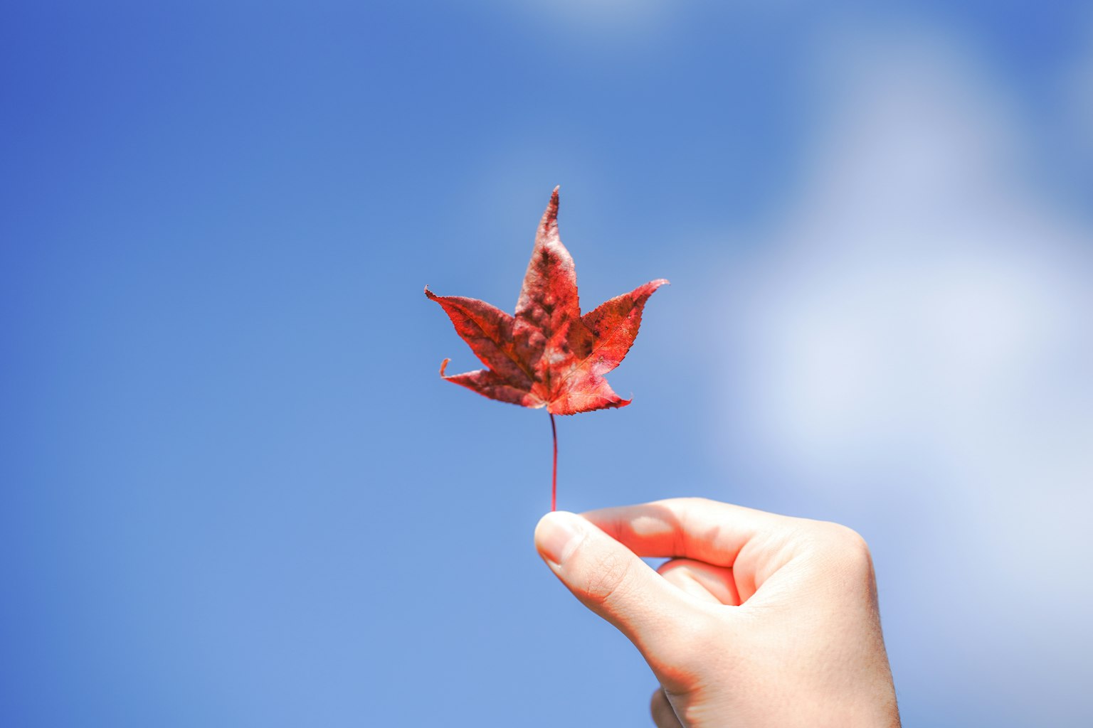 Hand holding a red leaf against a blue sky