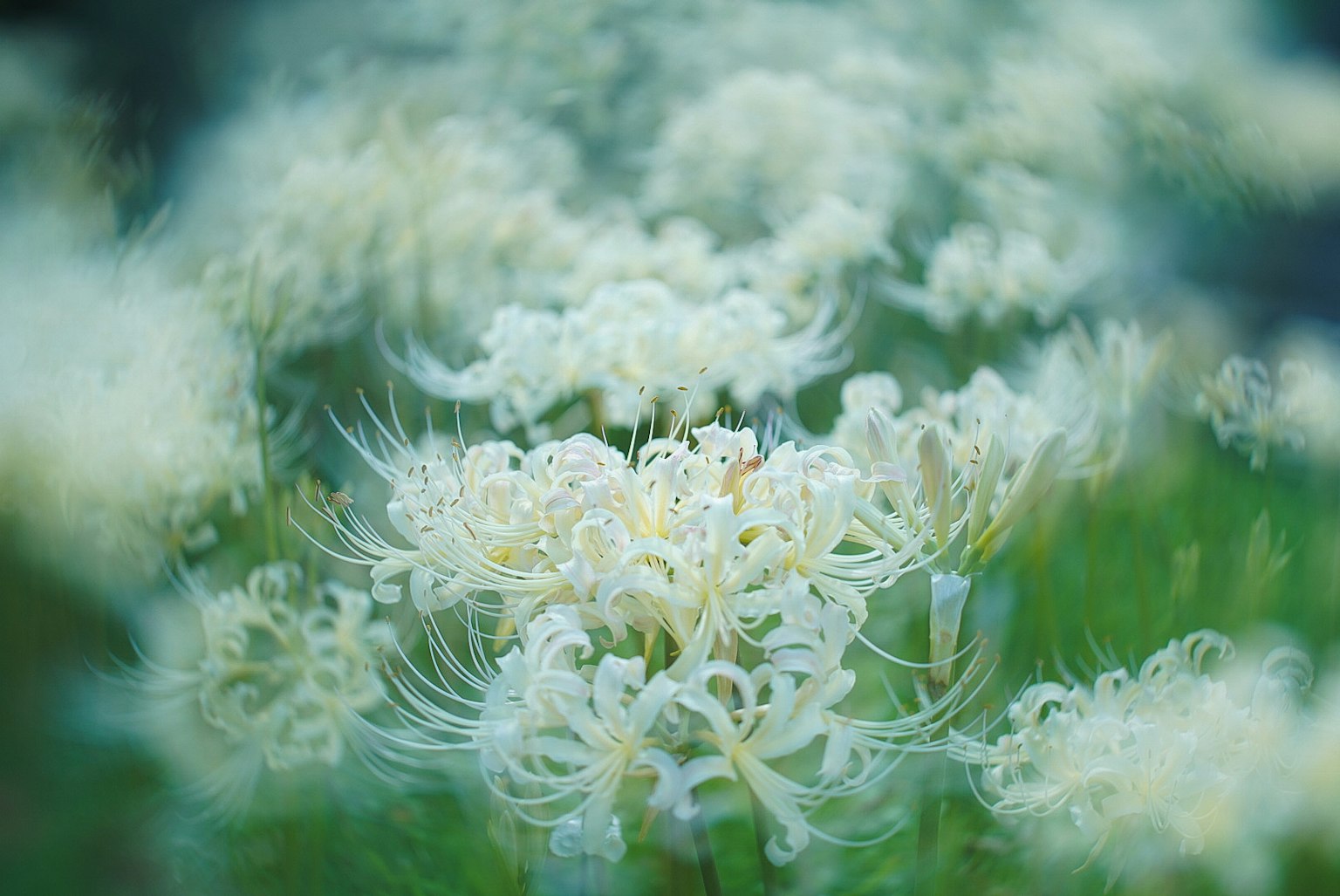 Bündel von weißen Spinnenlilien, die sanft in einem verschwommenen Hintergrund blühen
