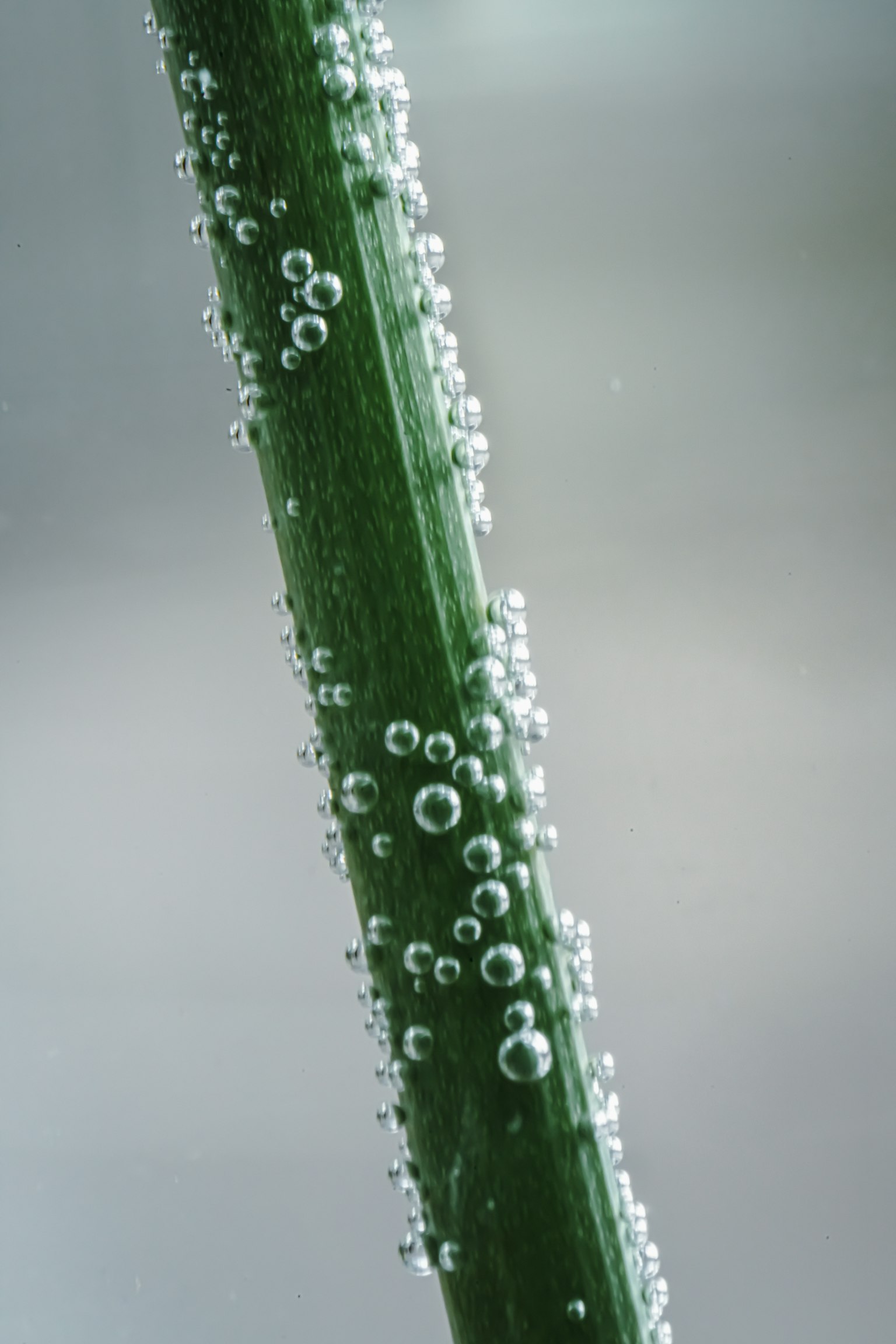 Nahaufnahme von Wassertropfen auf einem grünen Stängel