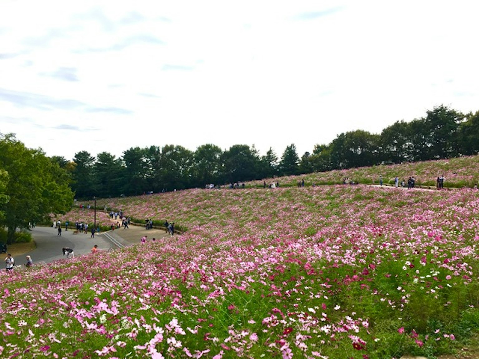 Ampio campo di fiori di cosmos con visitatori