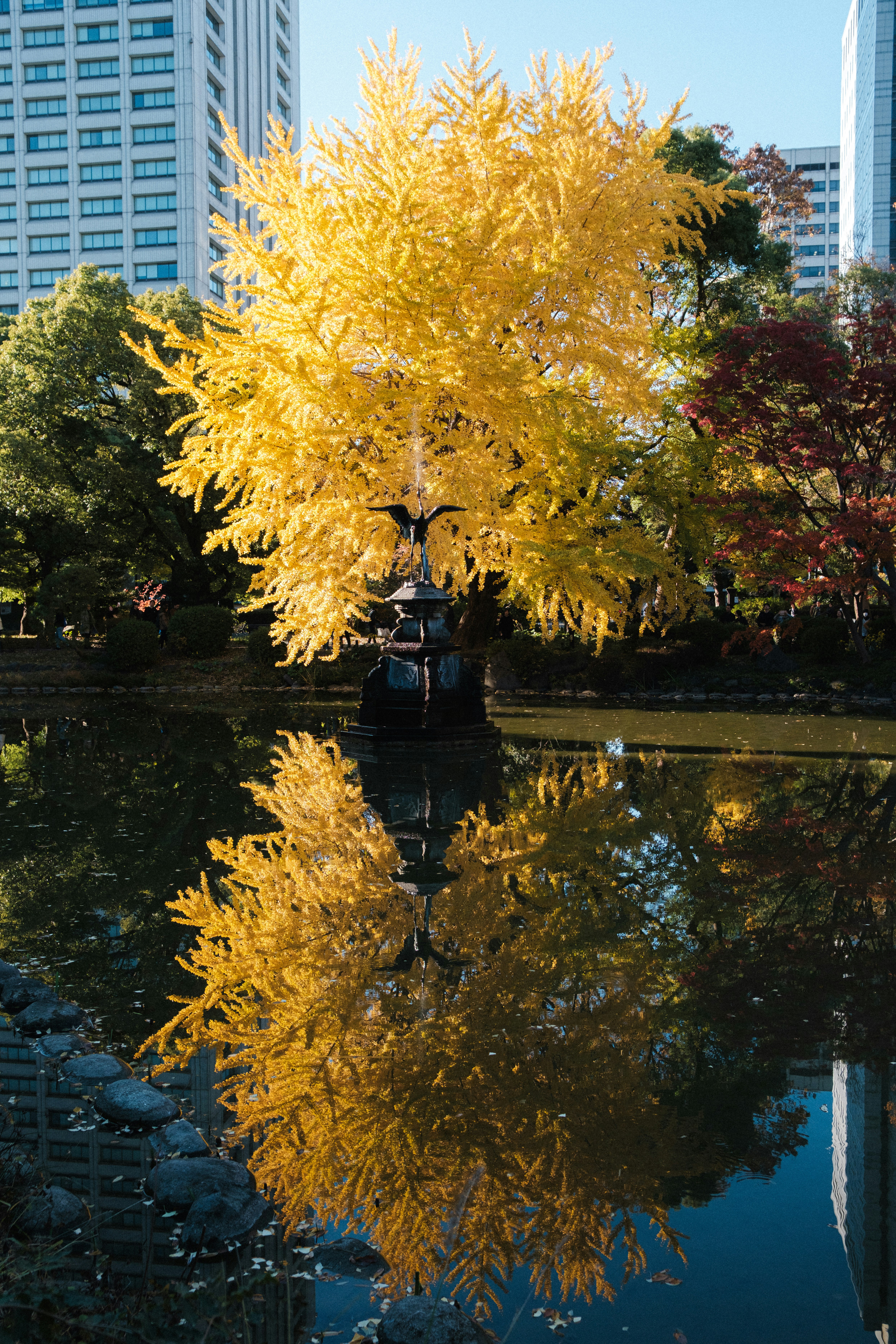 Reflet d’automne de feuilles de ginkgo jaunes dans un étang avec des immeubles