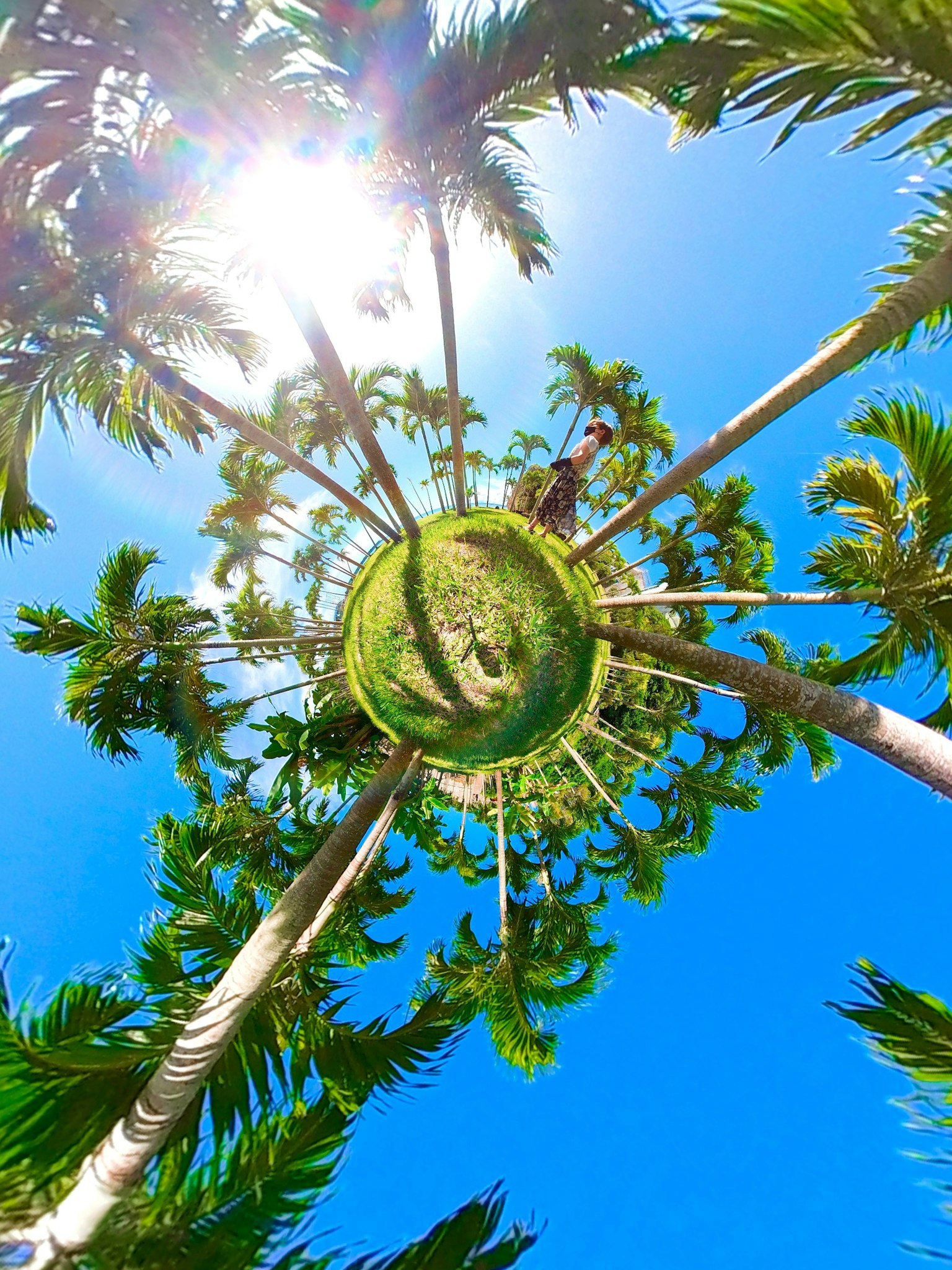 Panoramablick auf Palmen unter blauem Himmel mit hellem Sonnenlicht