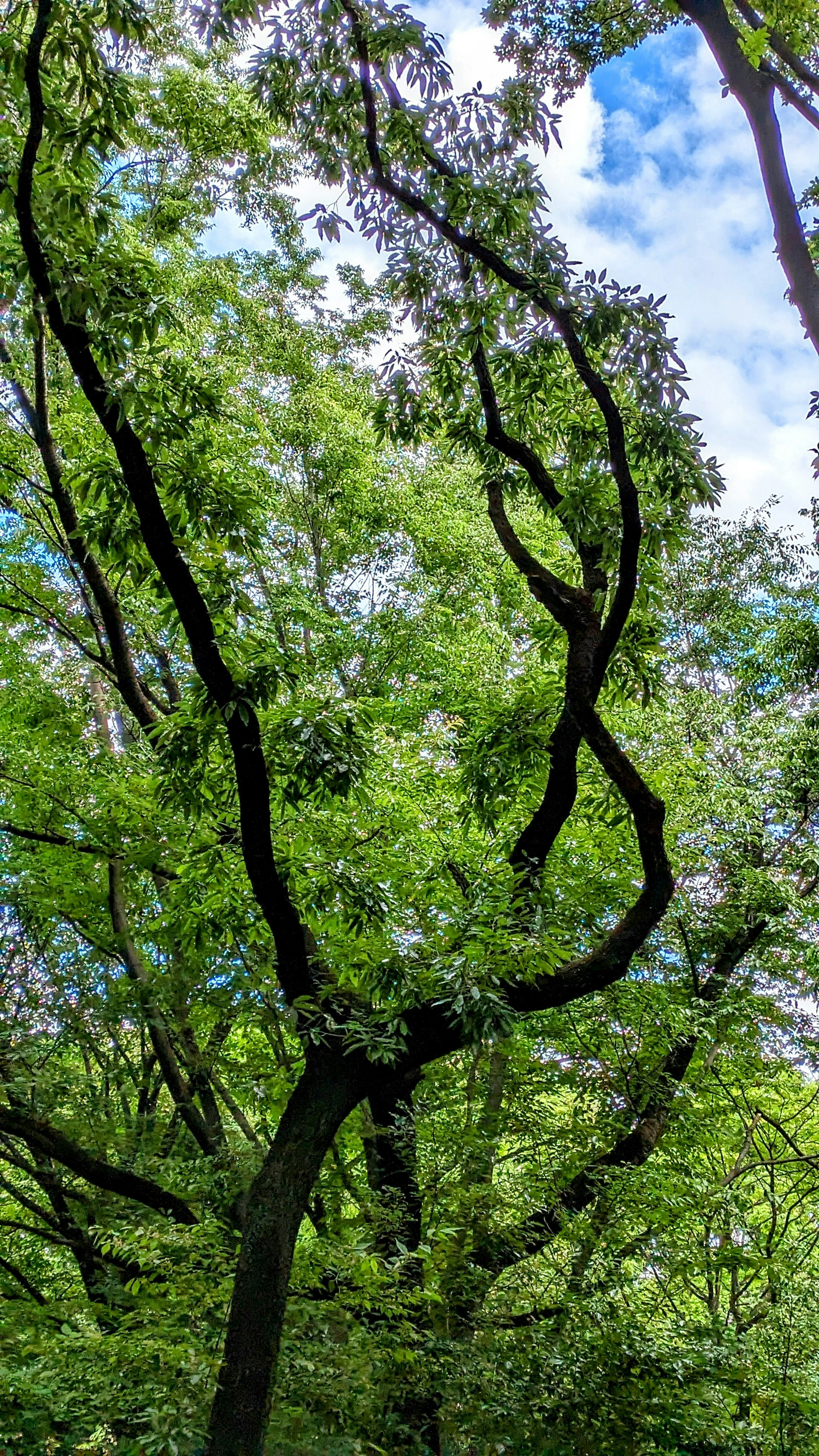 枝分かれする木々の葉と幹が空へ広がる自然の風景