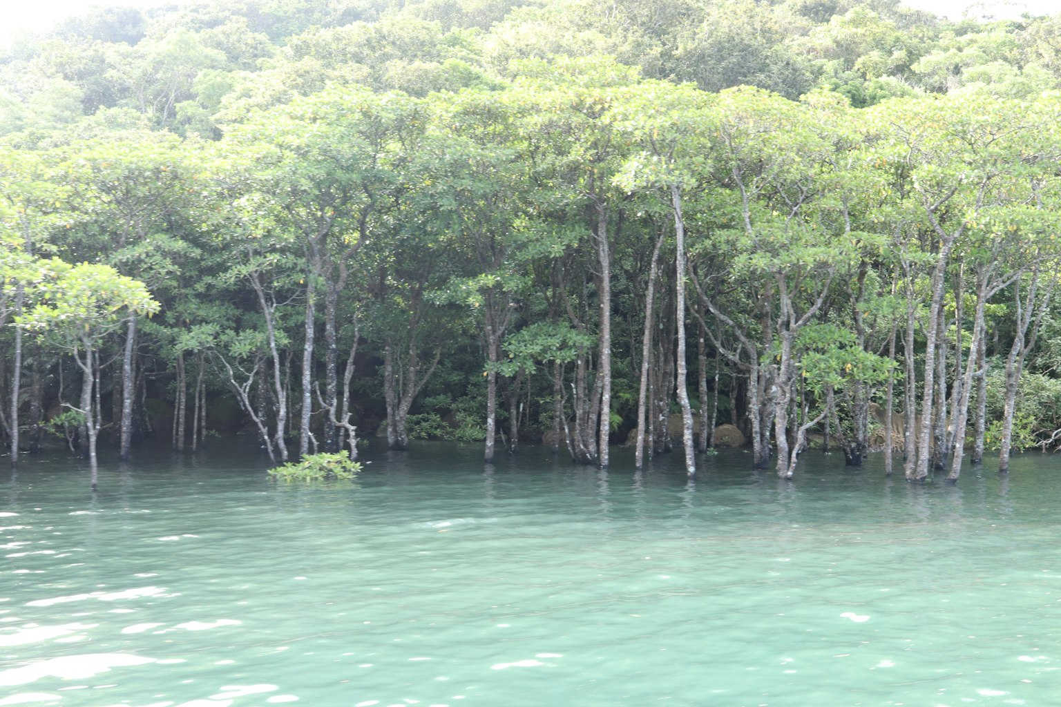 郁郁葱葱的树木倒映在湿地的宁静水面上