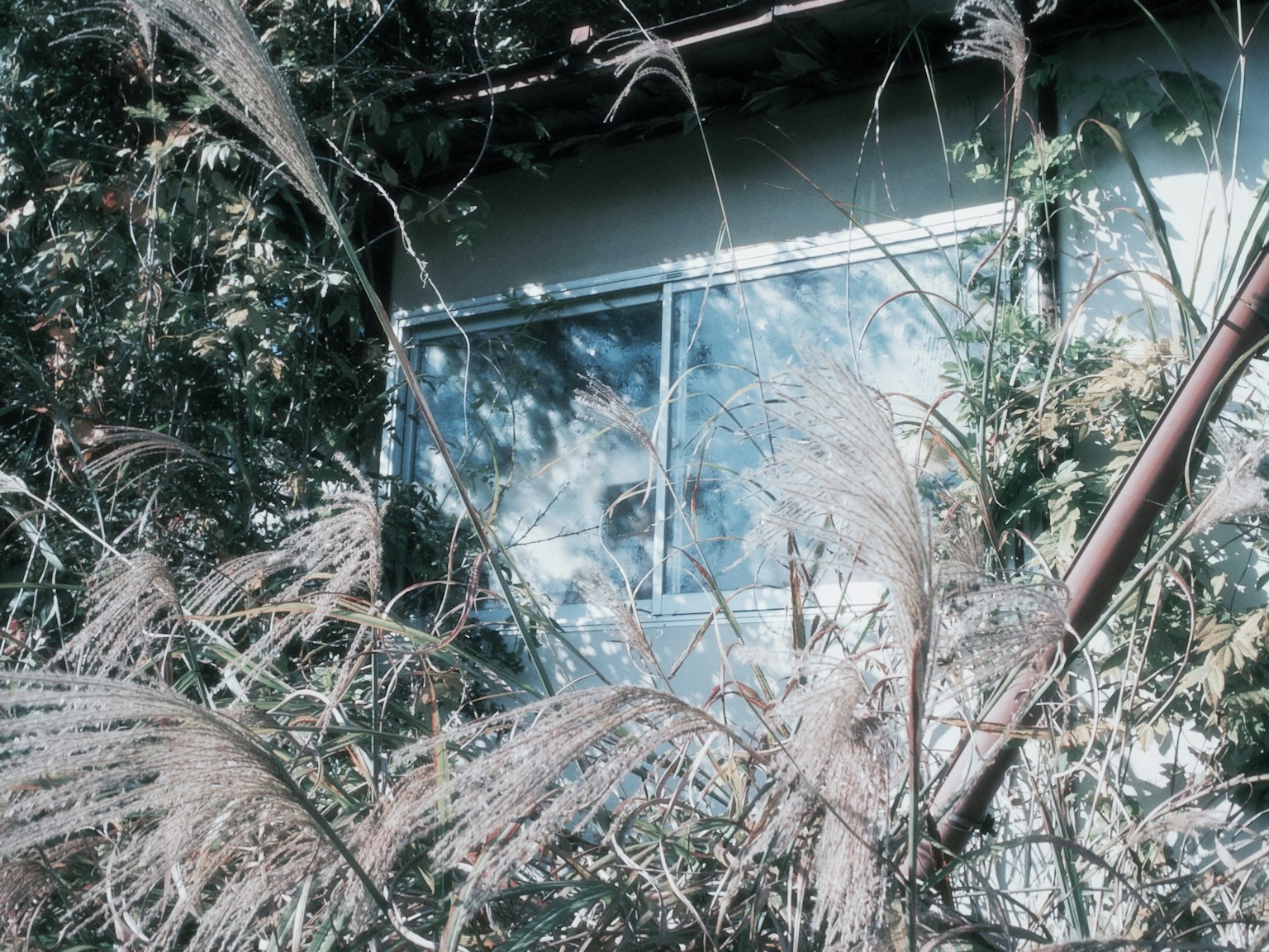 Parte de una casa con una ventana rodeada de densa vegetación