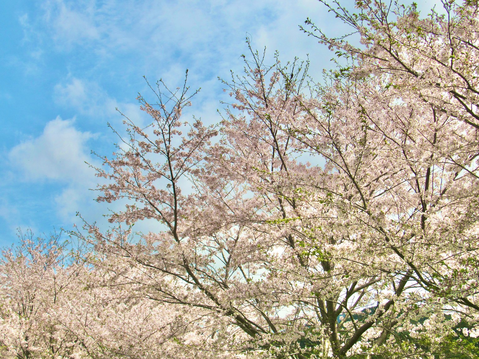 Pemandangan indah di bawah langit dengan pohon sakura yang mekar