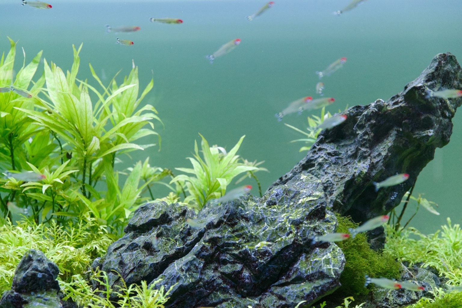 Pemandangan akuarium dengan tanaman air dan batu ikan berenang