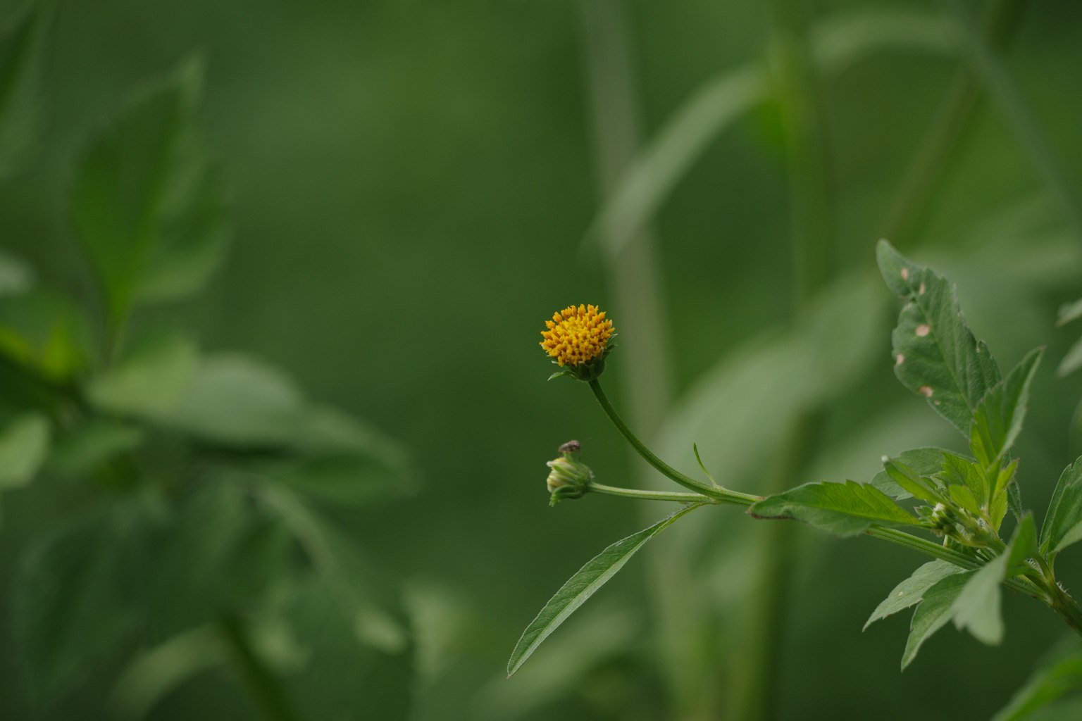 Un piccolo fiore giallo che fiorisce su uno sfondo verde