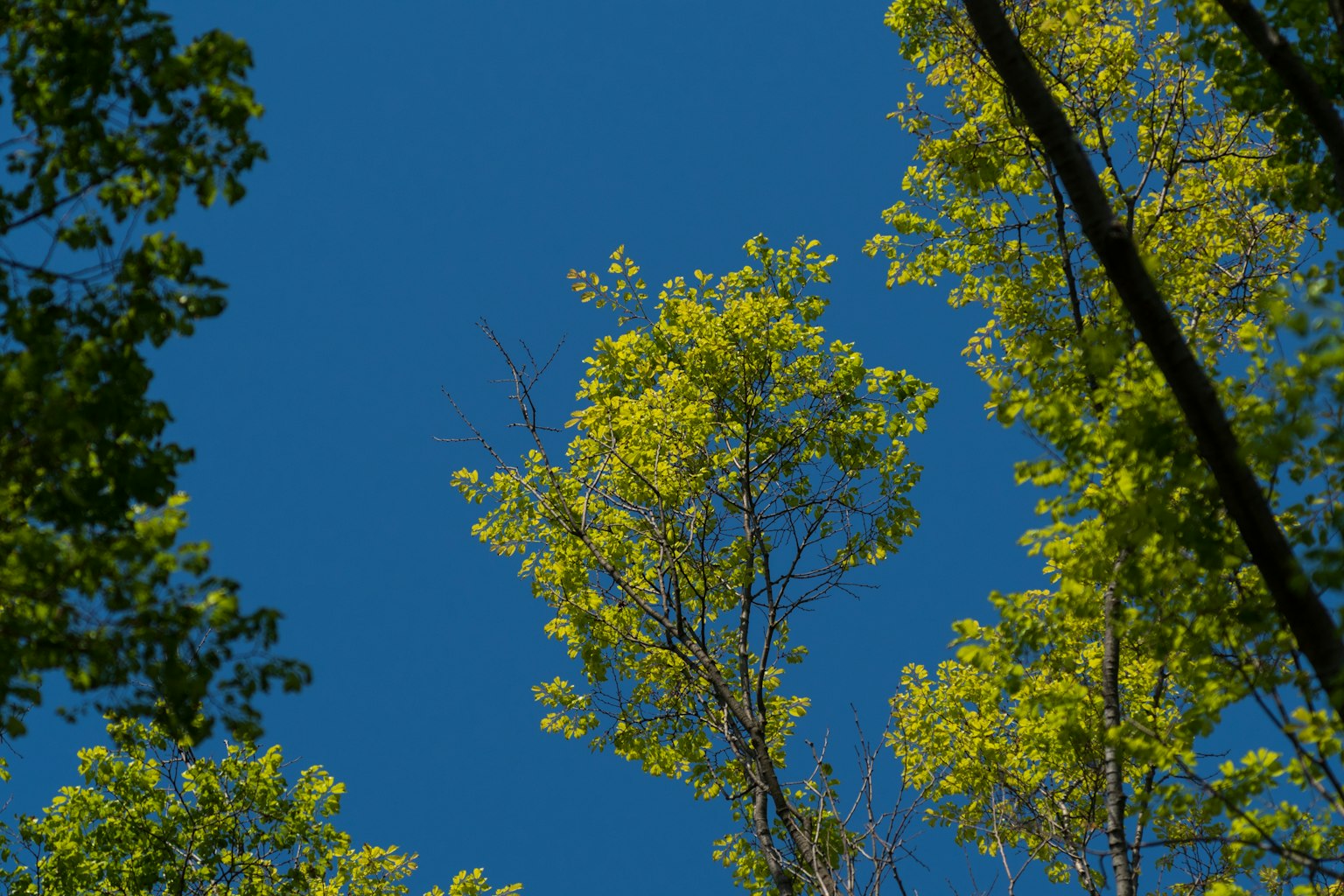 Vista di alberi verdi contro un cielo blu