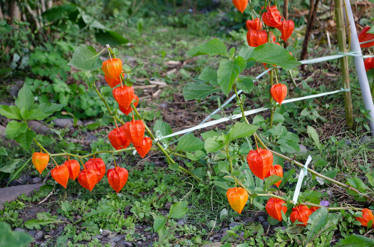 Una planta con frutos de physalis naranja brillante contra un fondo verde