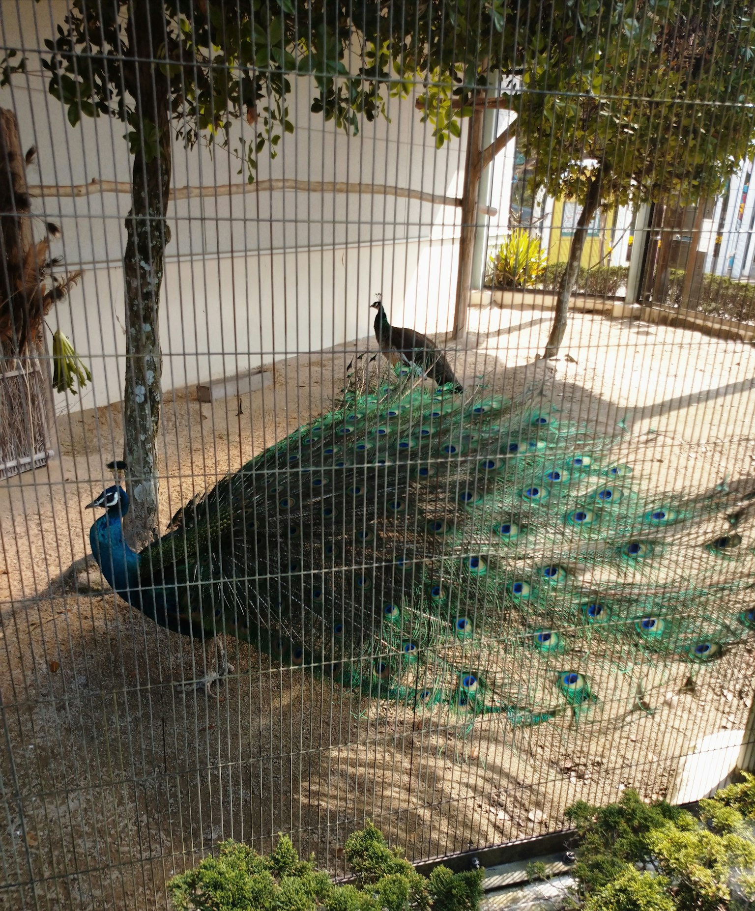 Un bellissimo pavone che mostra le sue piume in una gabbia