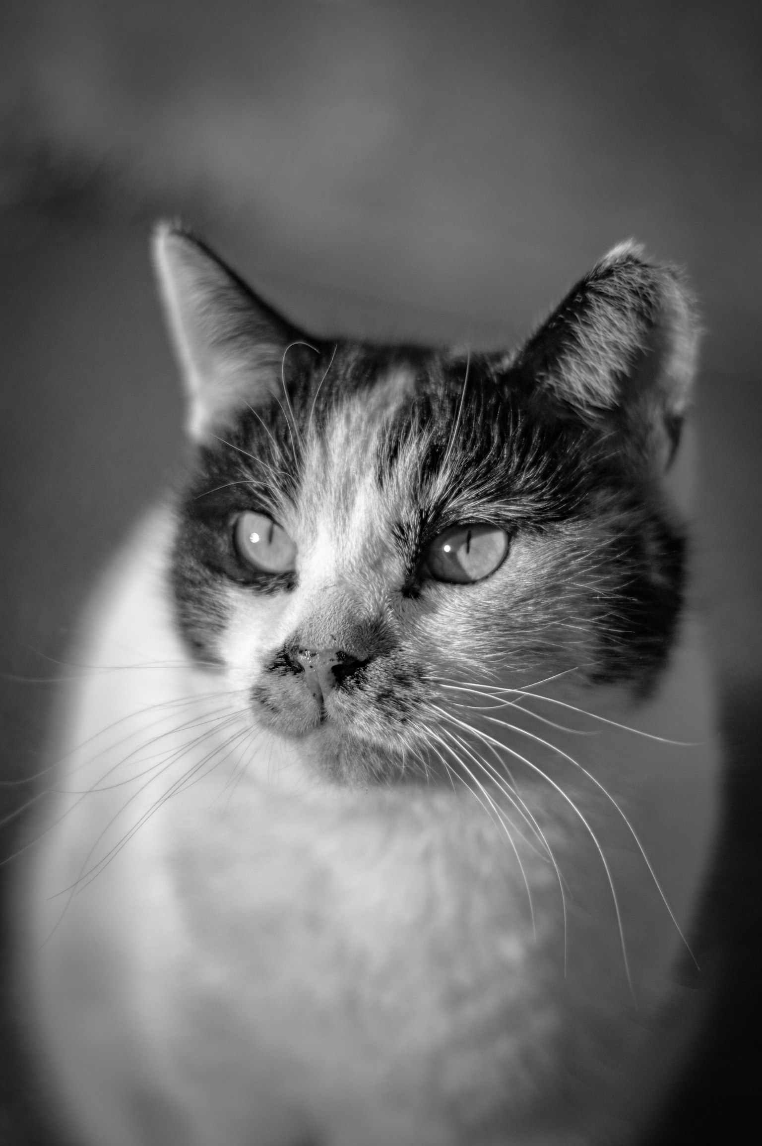 Close-up image of a black and white cat with expressive eyes