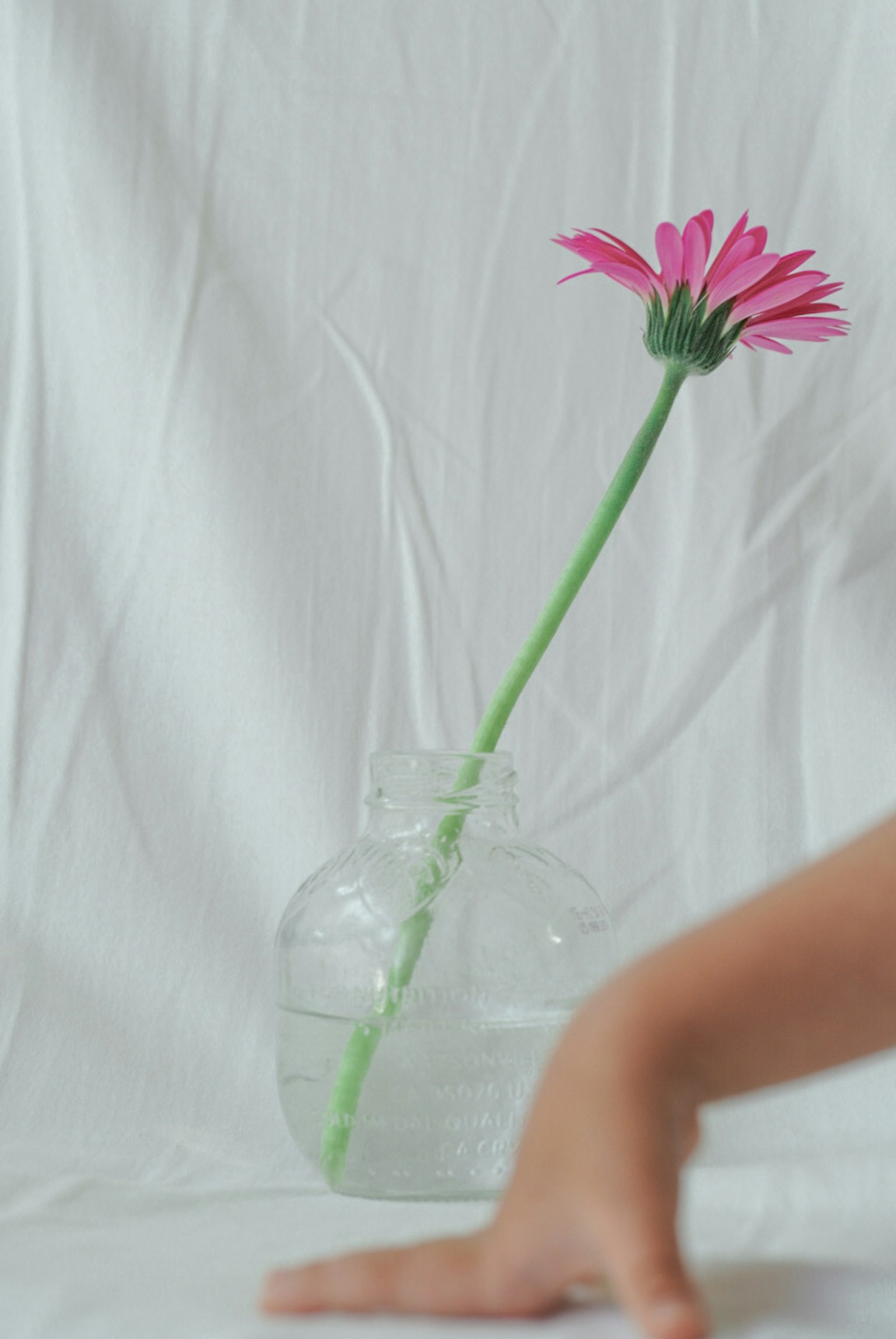 Une image simple d'une fleur rose dans un vase transparent avec une main au premier plan