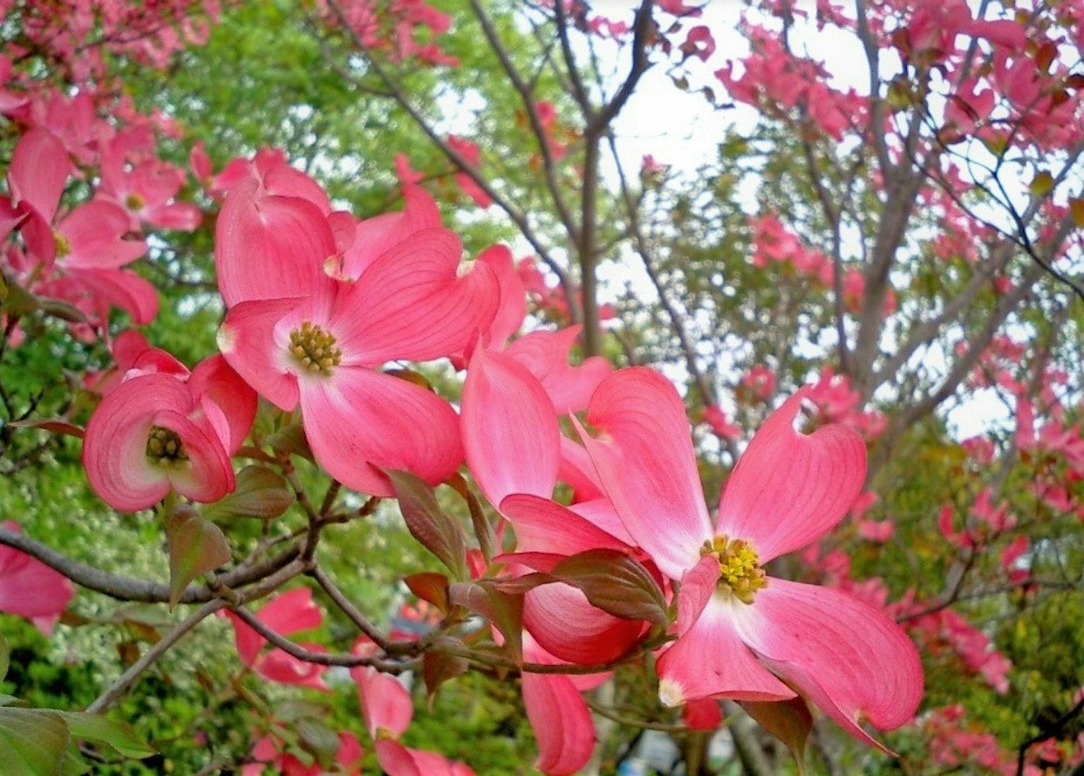 Schöne rosa Blumen blühen an Baumzweigen