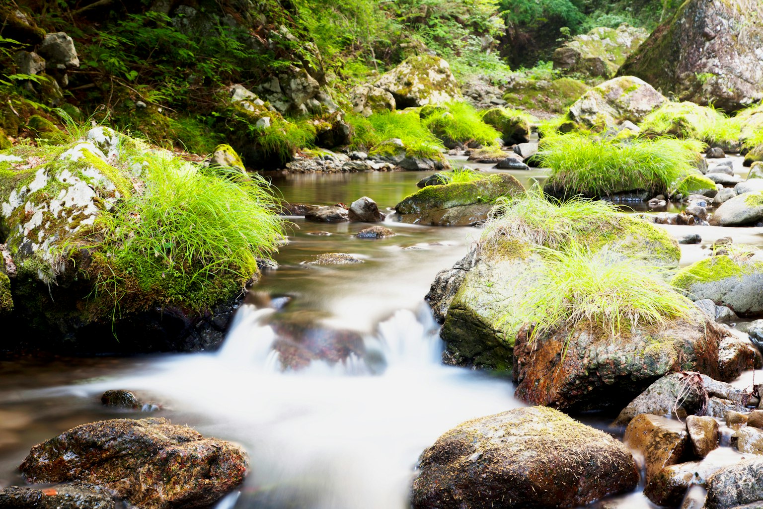 Un río sereno con vegetación exuberante y rocas
