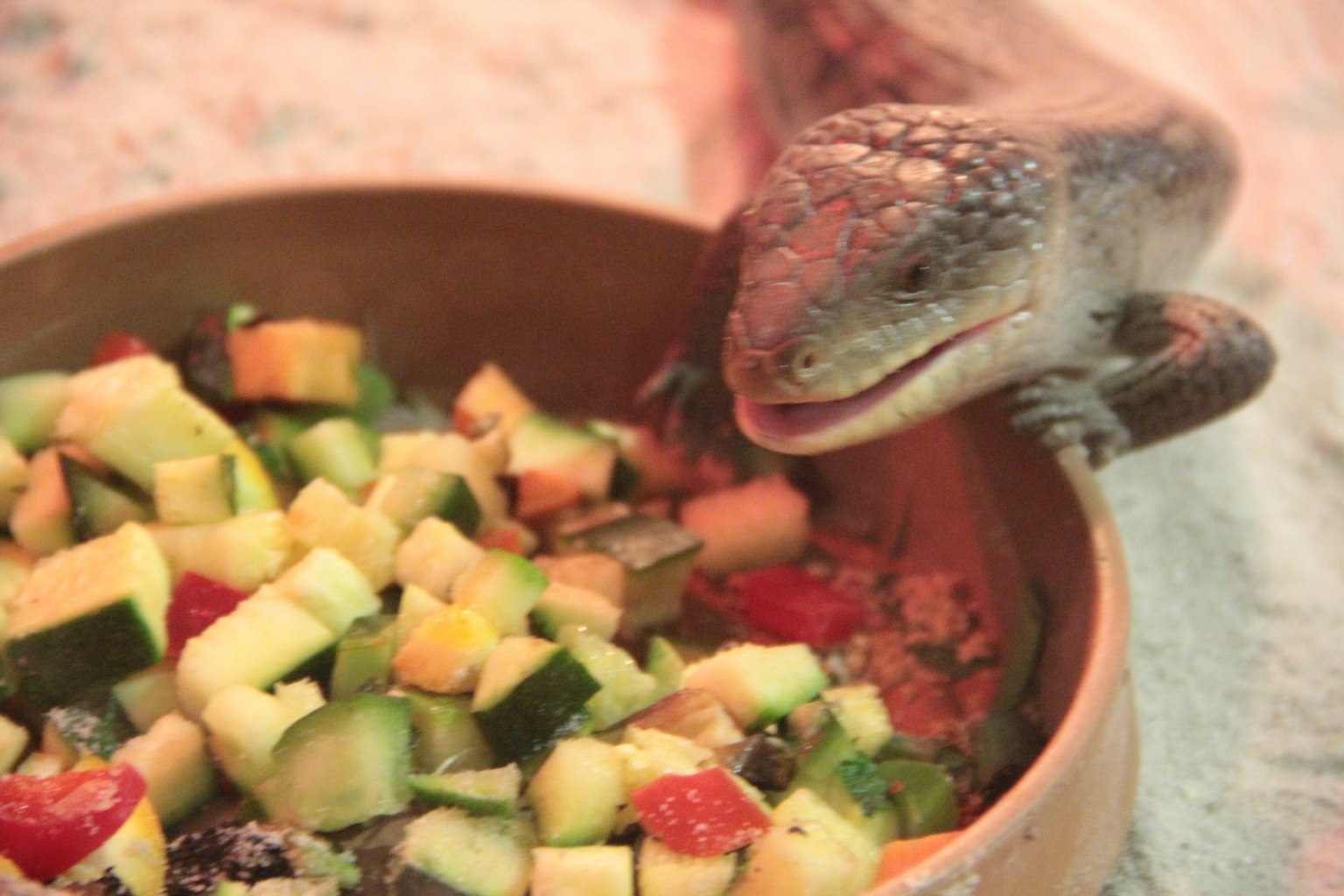 A blue lizard near a bowl of salad
