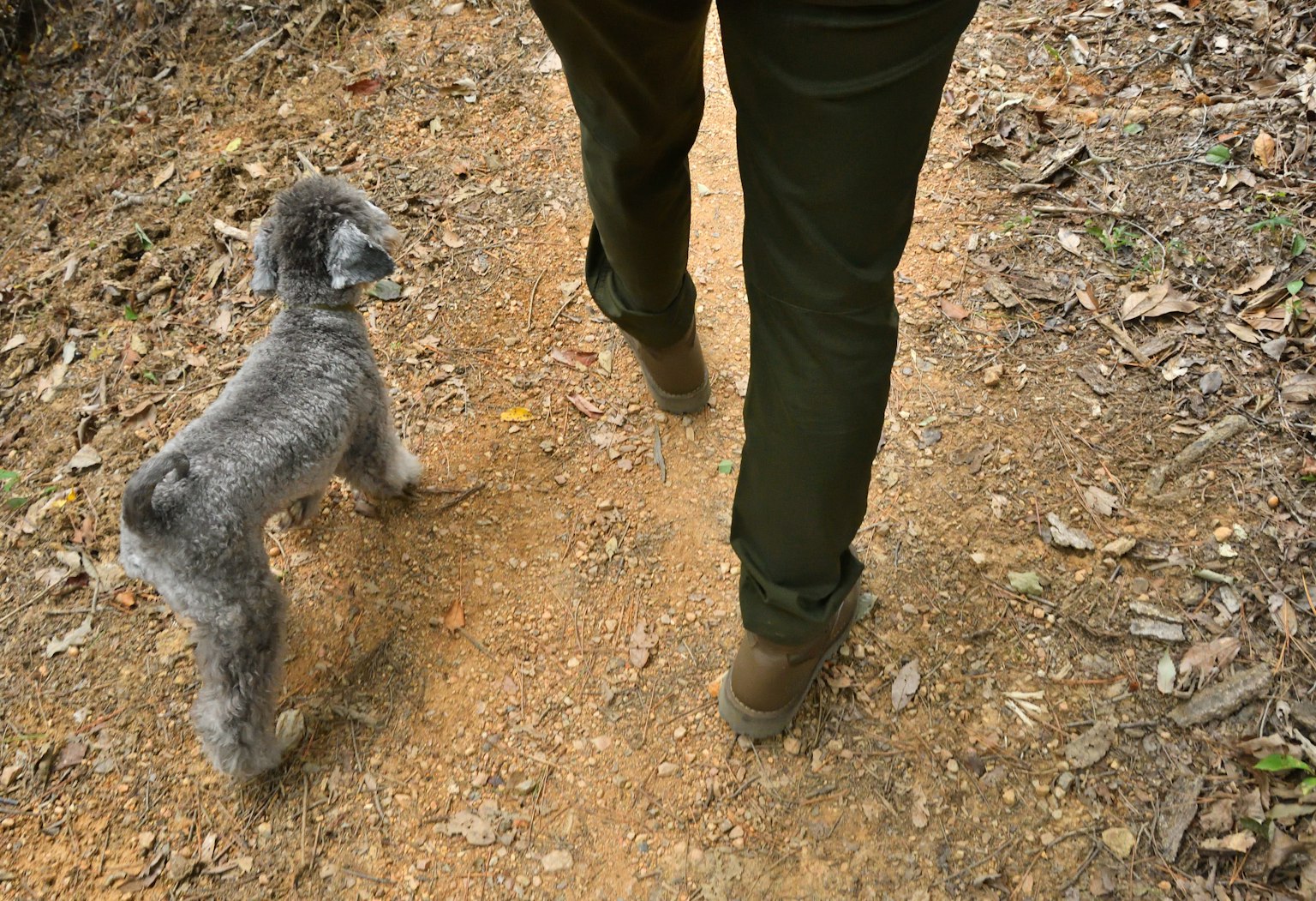Orang berjalan dengan anjing abu-abu di jalan tanah