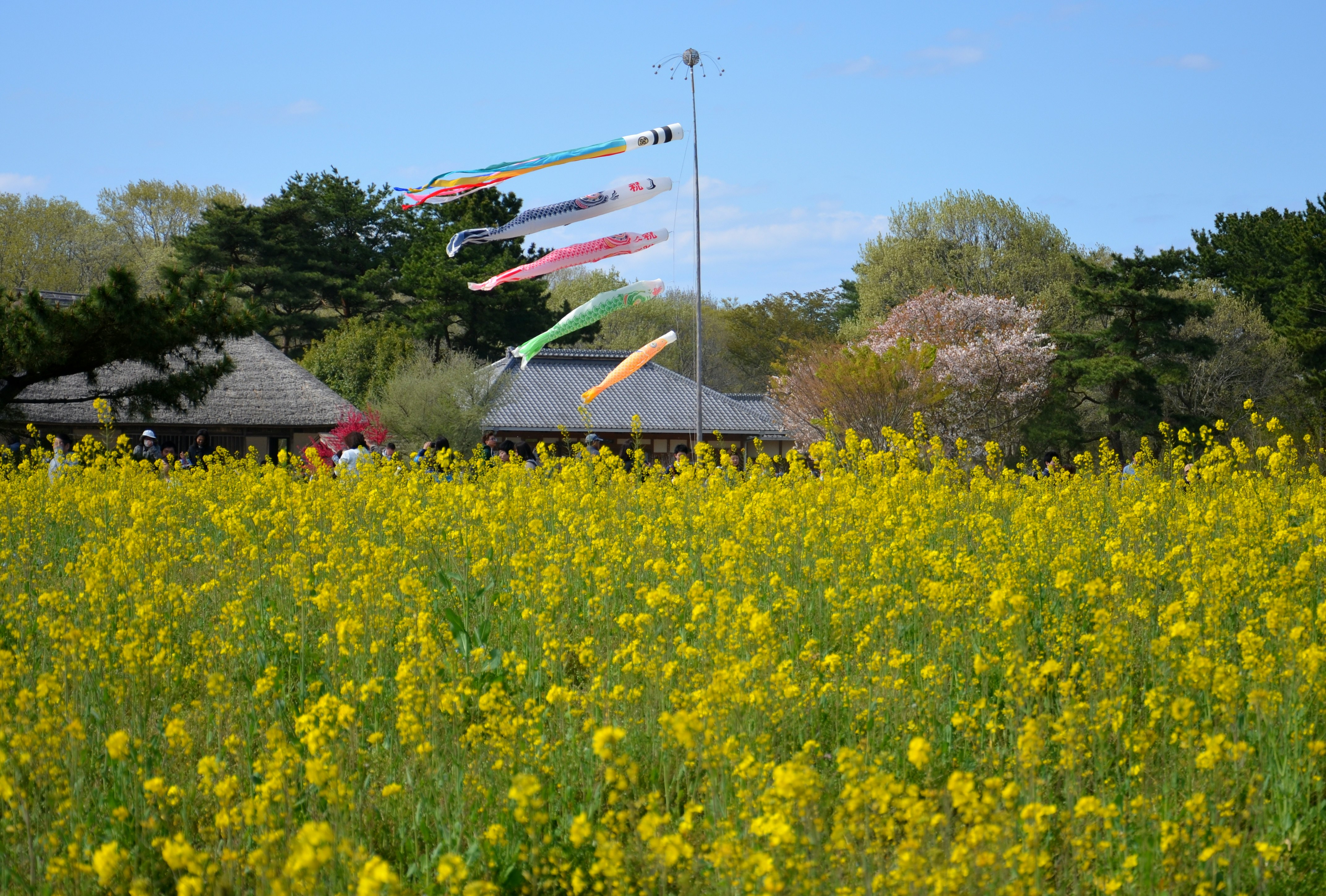 菜の花畑と鯉のぼりが立つ春の空の下の風景