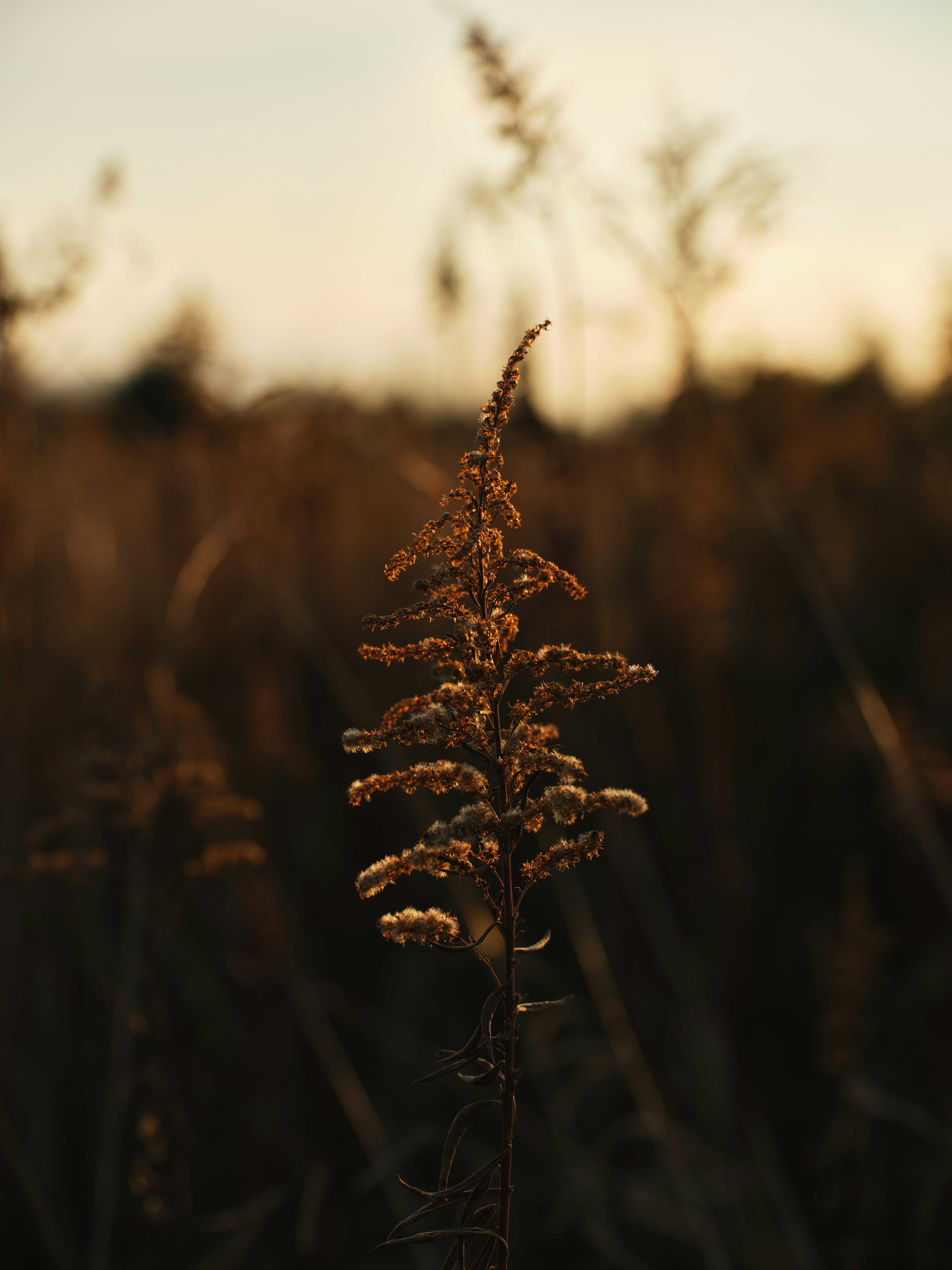 夕陽下搖曳的金色植物