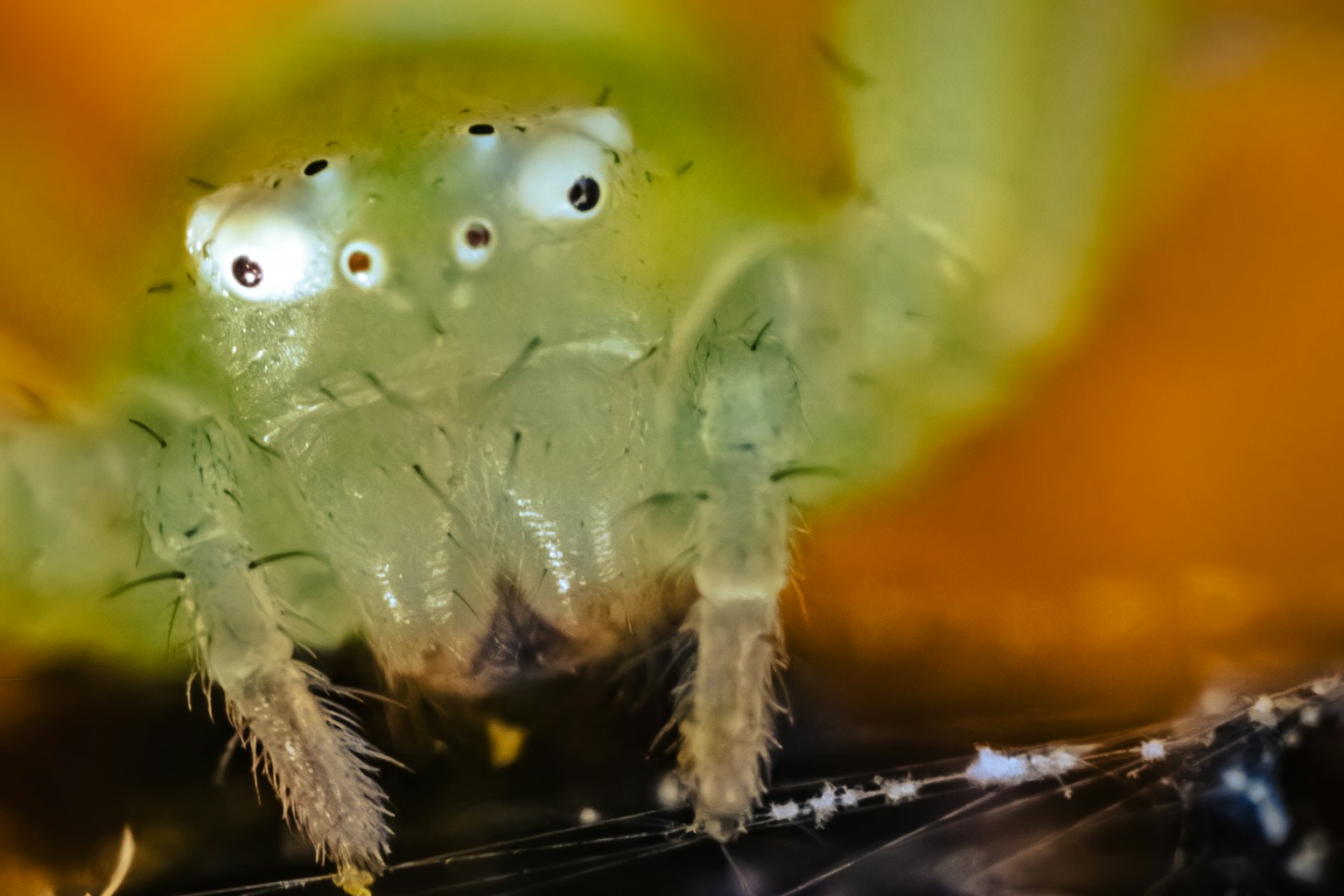 Immagine in primo piano di un ragno verde vibrante con occhi grandi e distintivi e zampe pelose