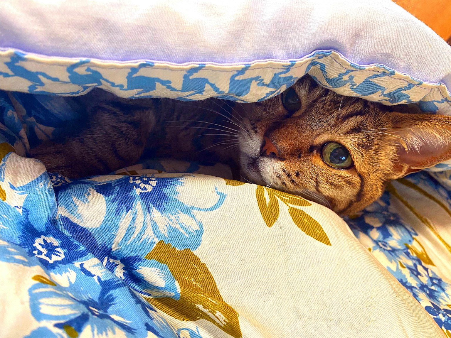 Gatto bengalino nascosto sotto una coperta floreale