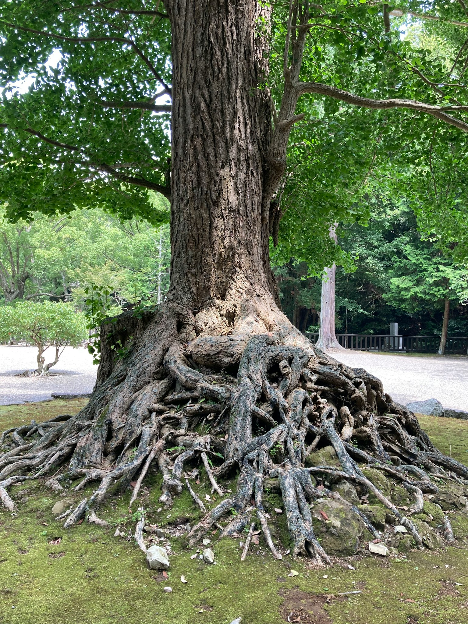 一棵大樹的圖像，具有粗壯的樹幹和複雜交錯的根系