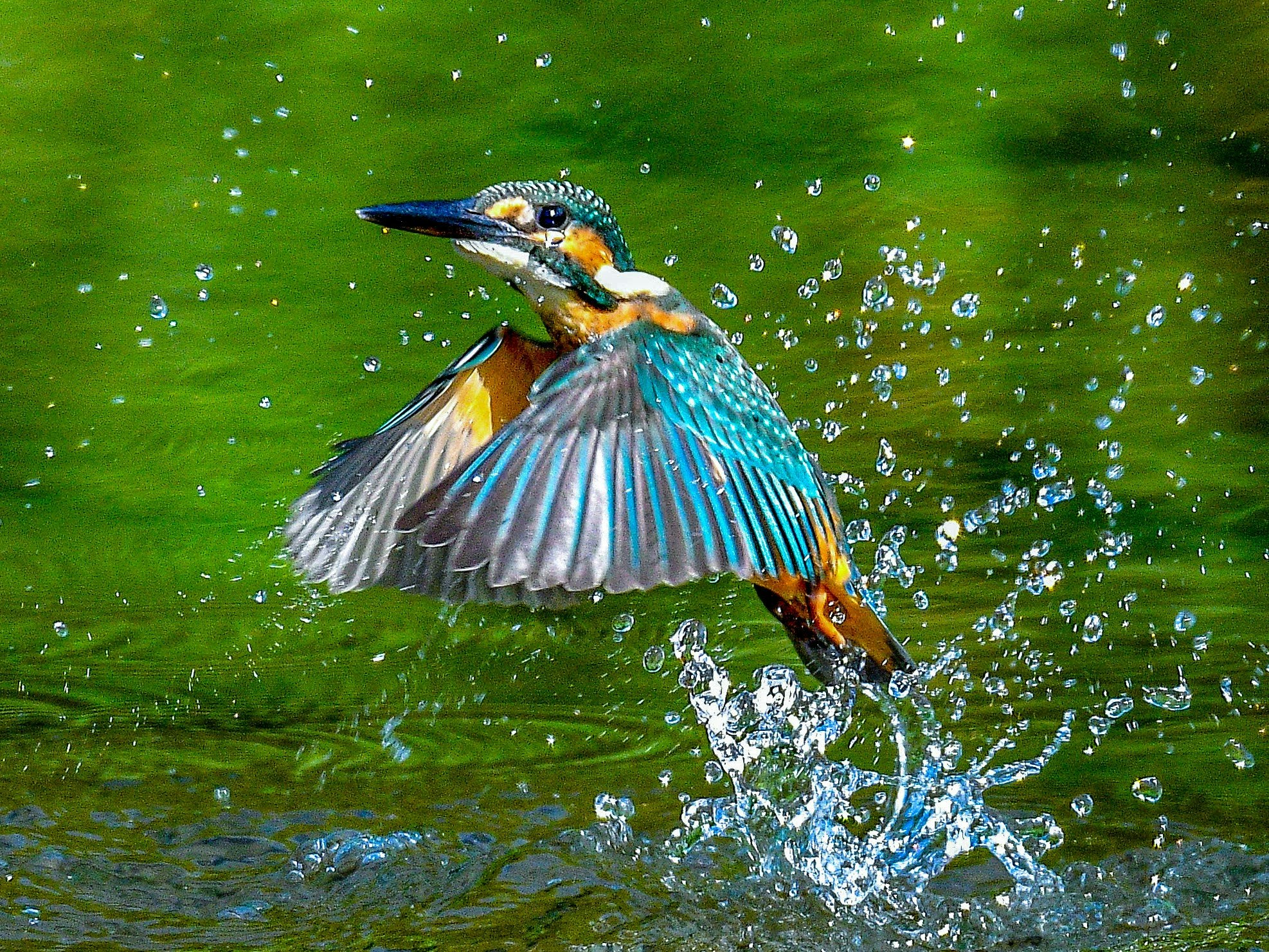 水しぶきを上げて飛び立つカワセミ