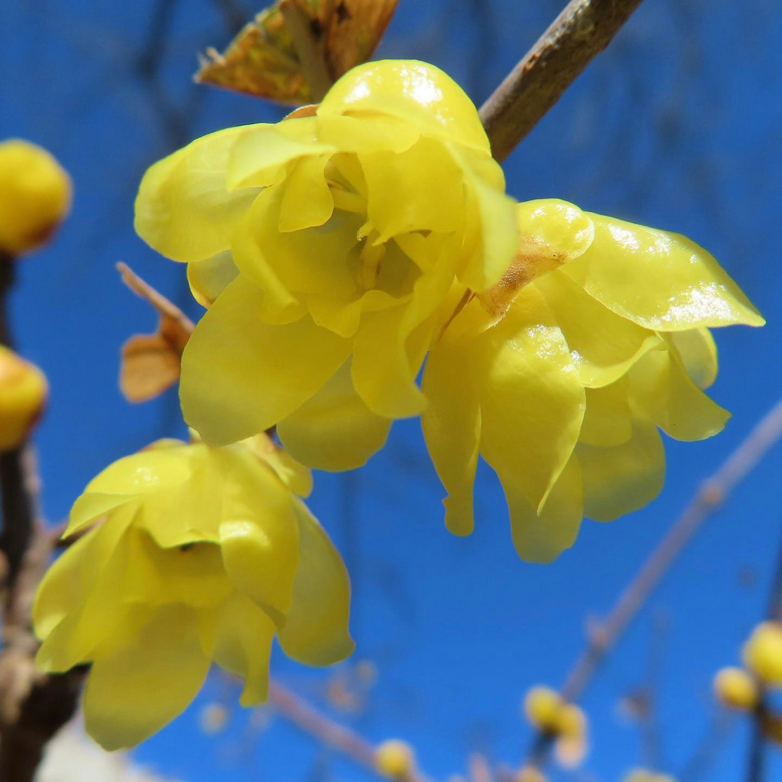 Primo piano di fiori gialli su un ramo con cielo blu