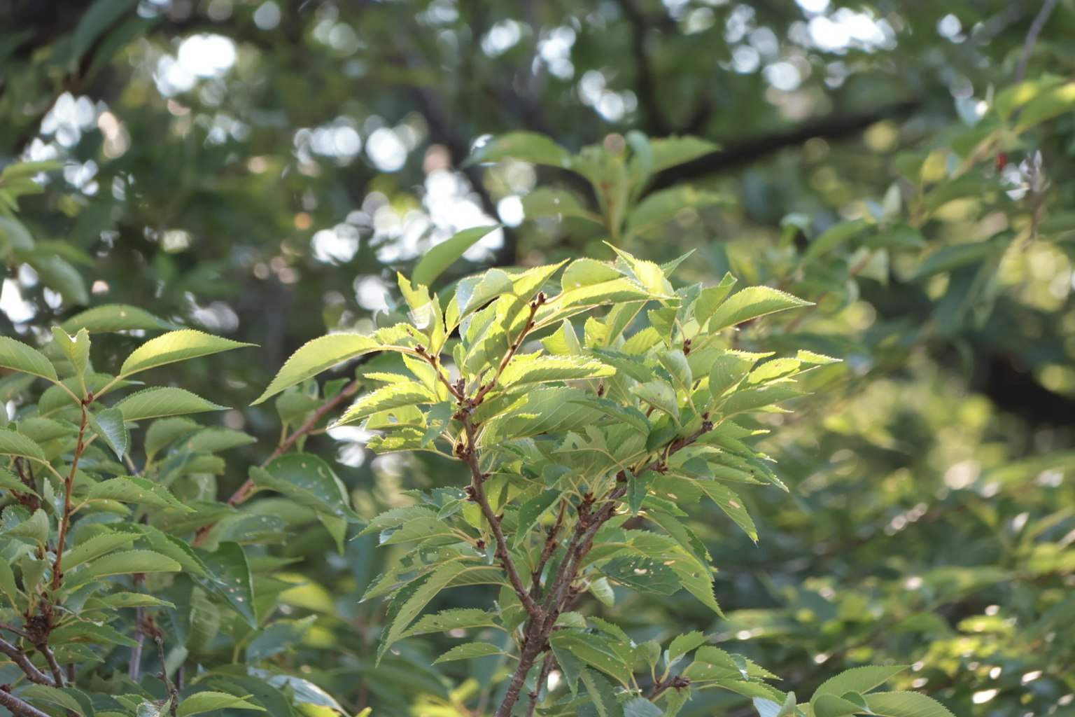 Close-up of vibrant green leaves on a tree branch with blurred background
