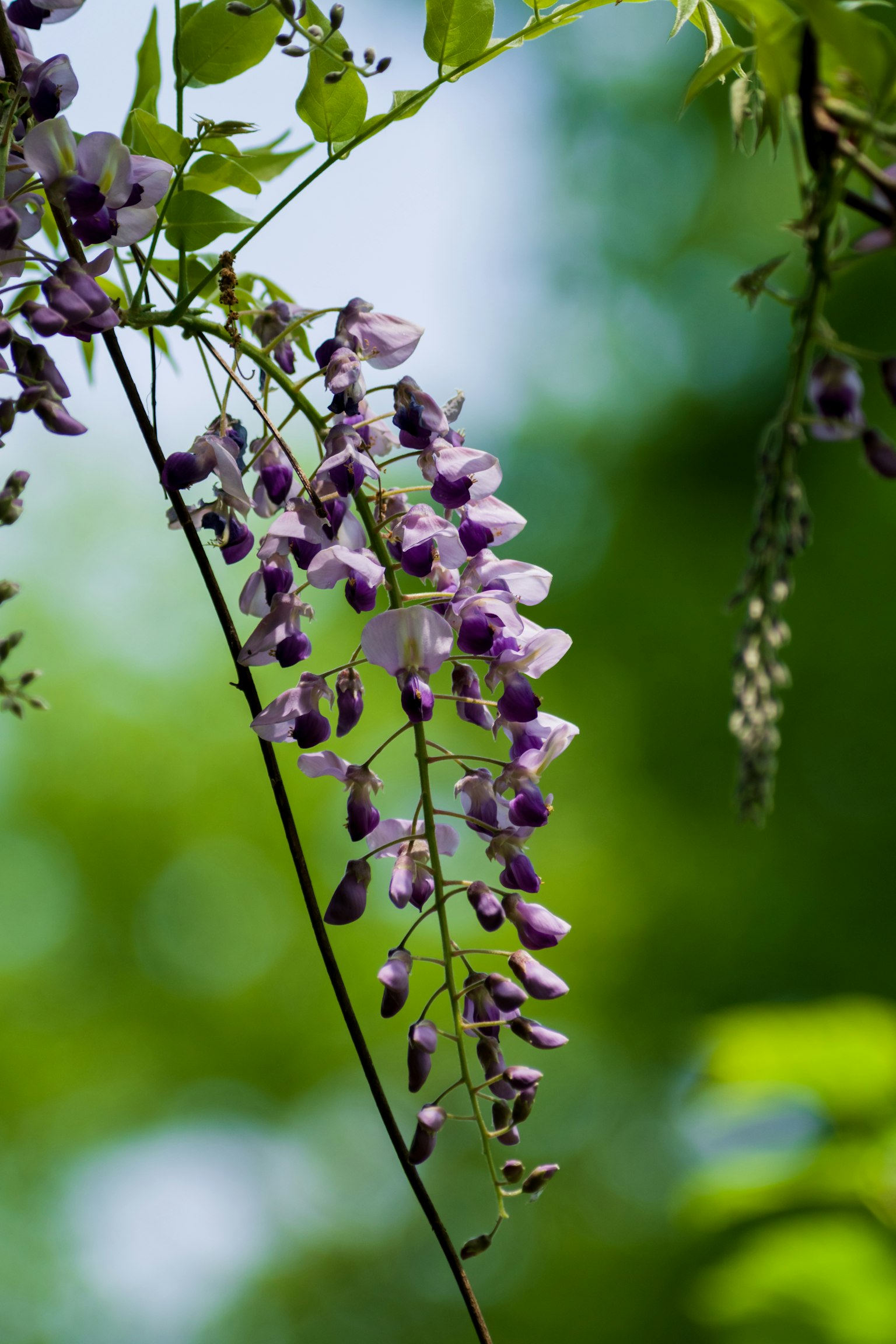 Un groupe de fleurs de glycine violettes suspendues sur un fond vert vibrant