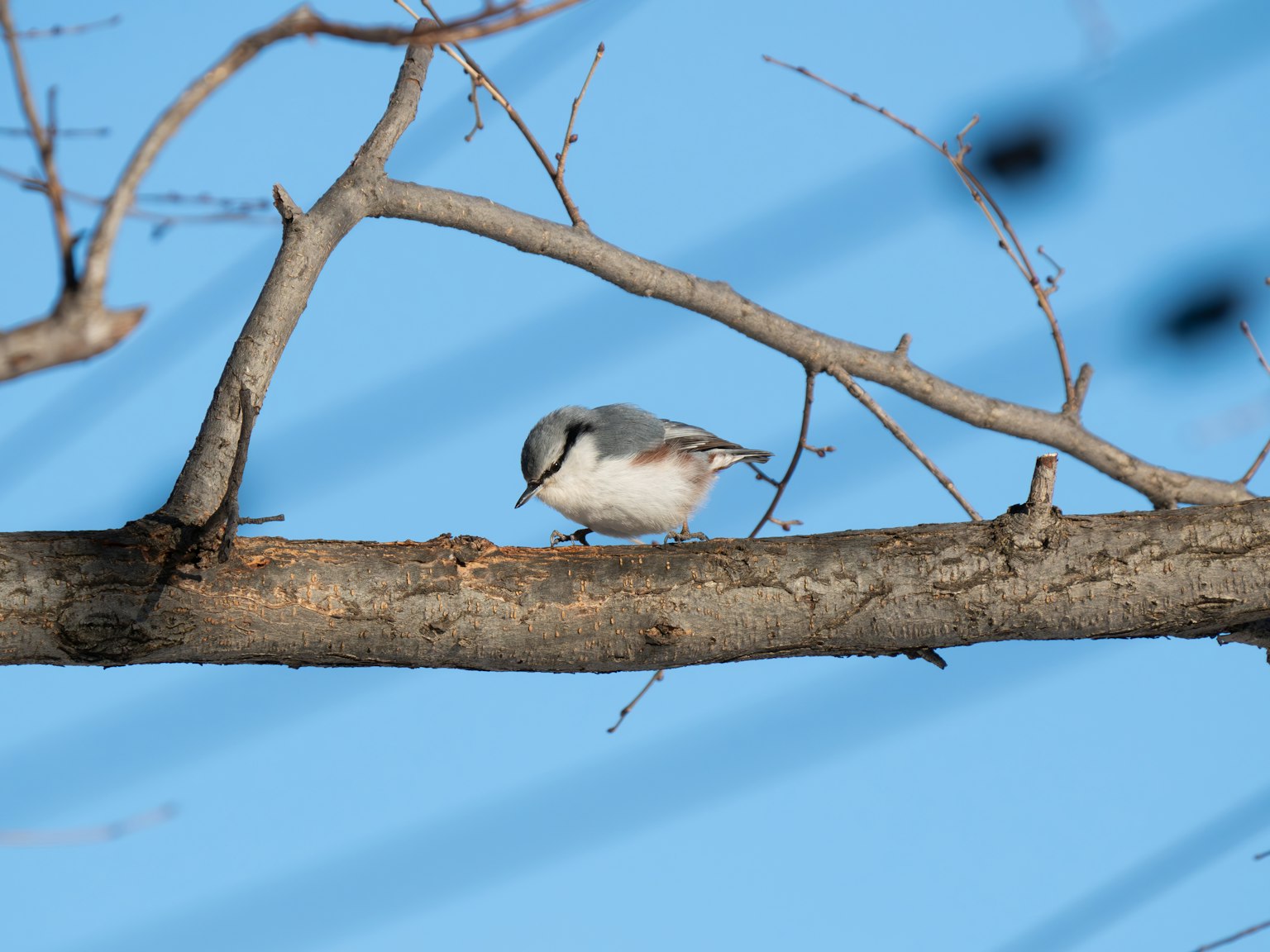 A small bird perched on a tree branch against a blue sky